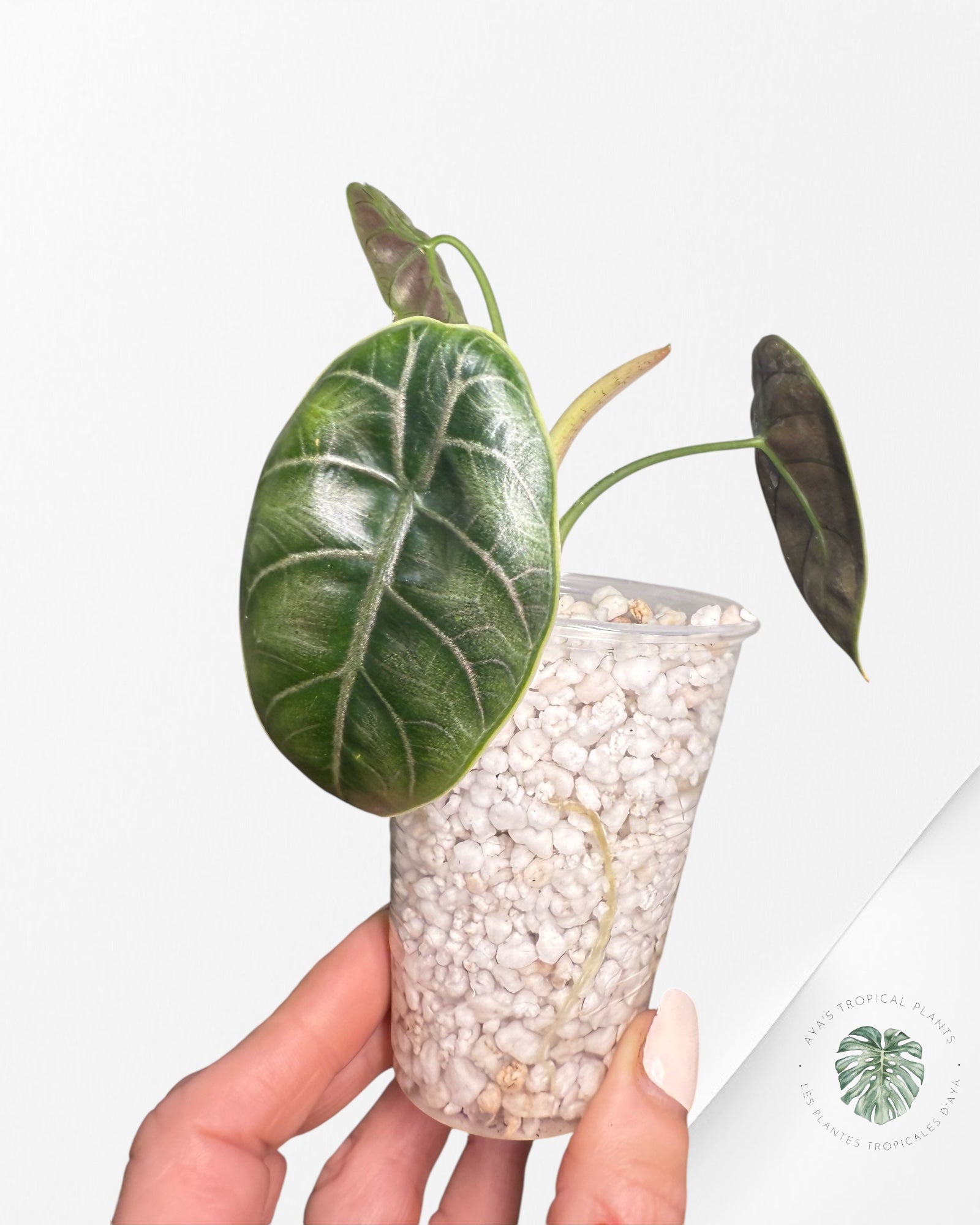 Alocasia azlanii - 601