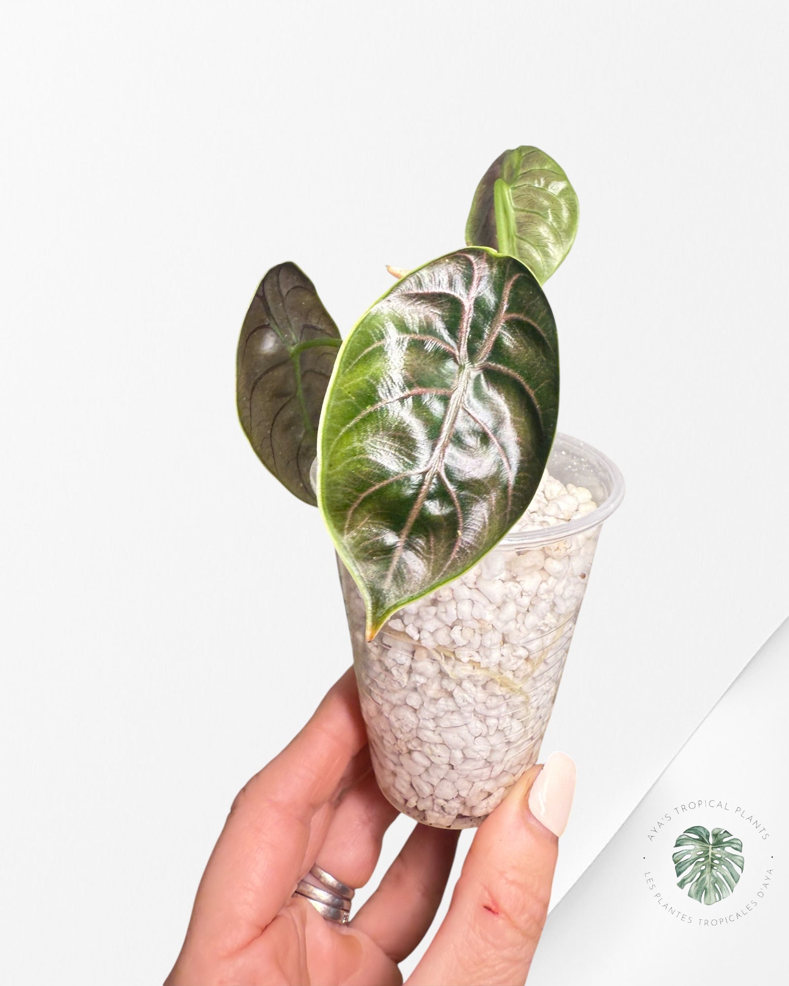 Alocasia azlanii - 601