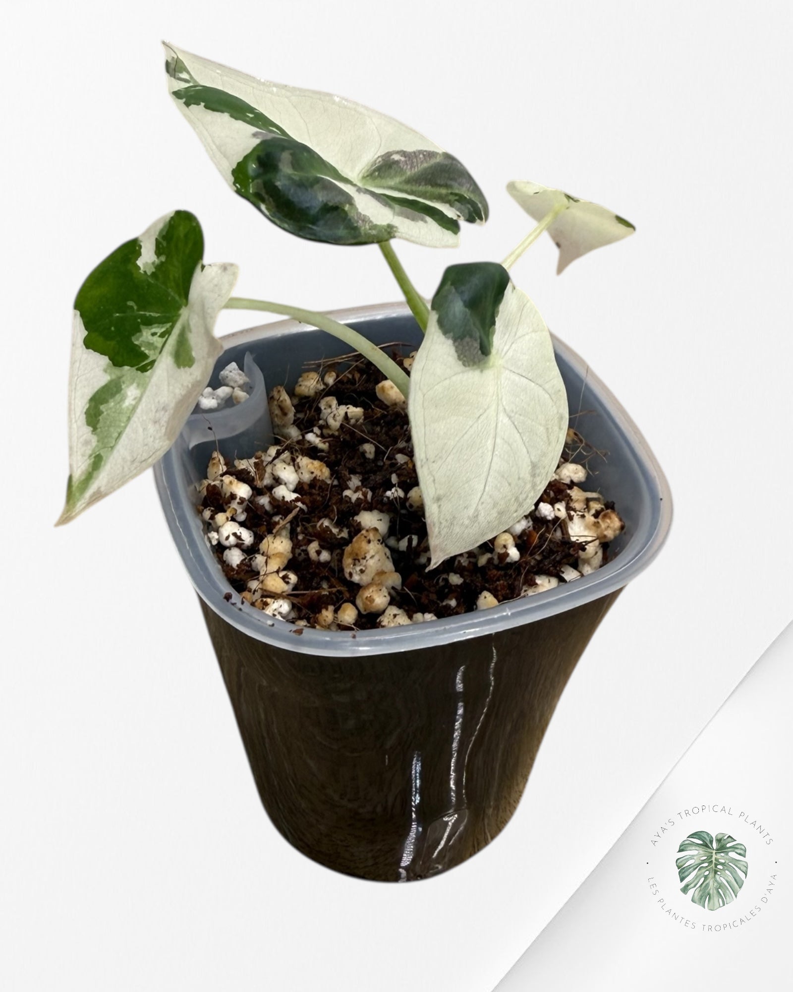 Alocasia Regal Shield Albo