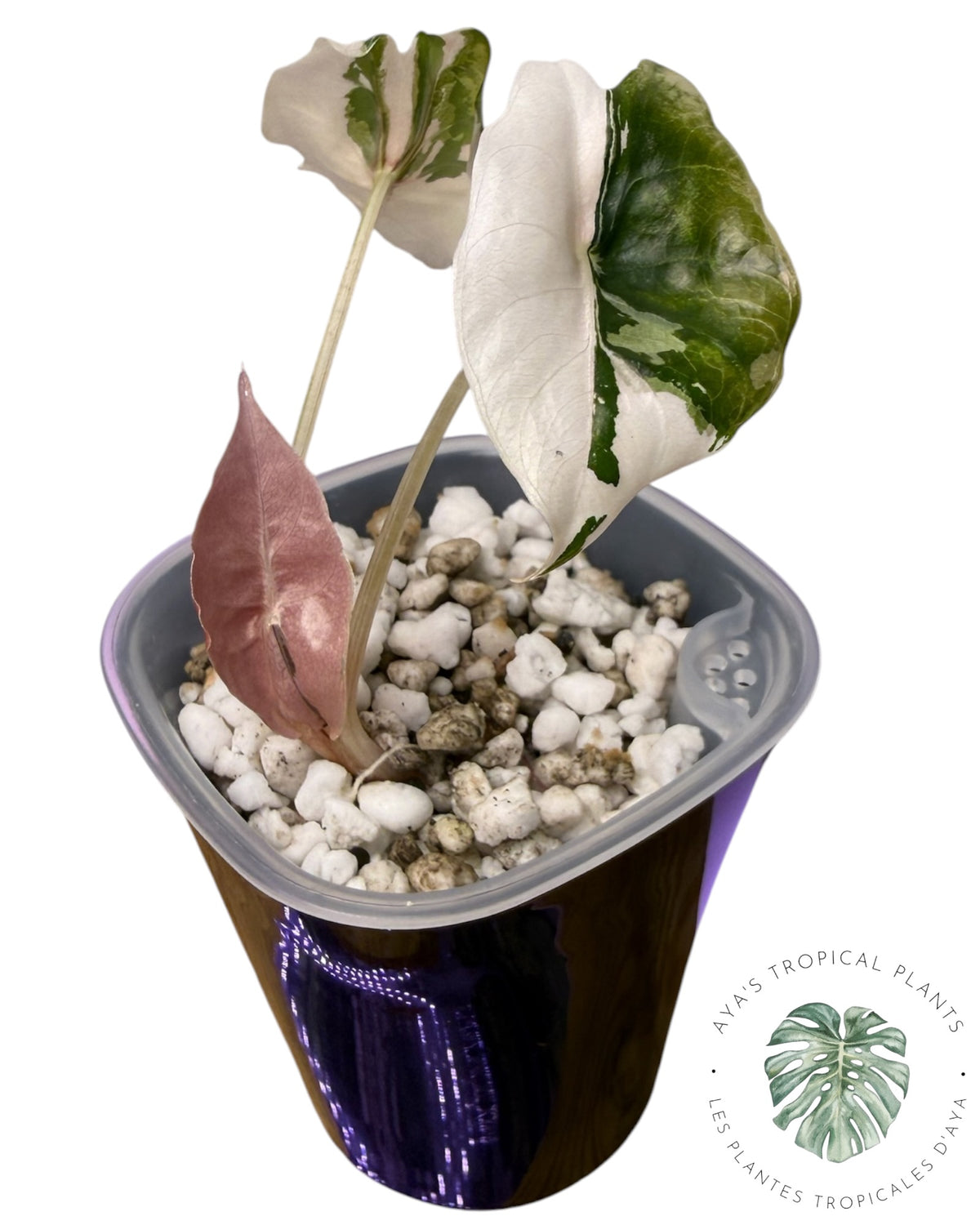 Alocasia Chantrieri Pink Variegated