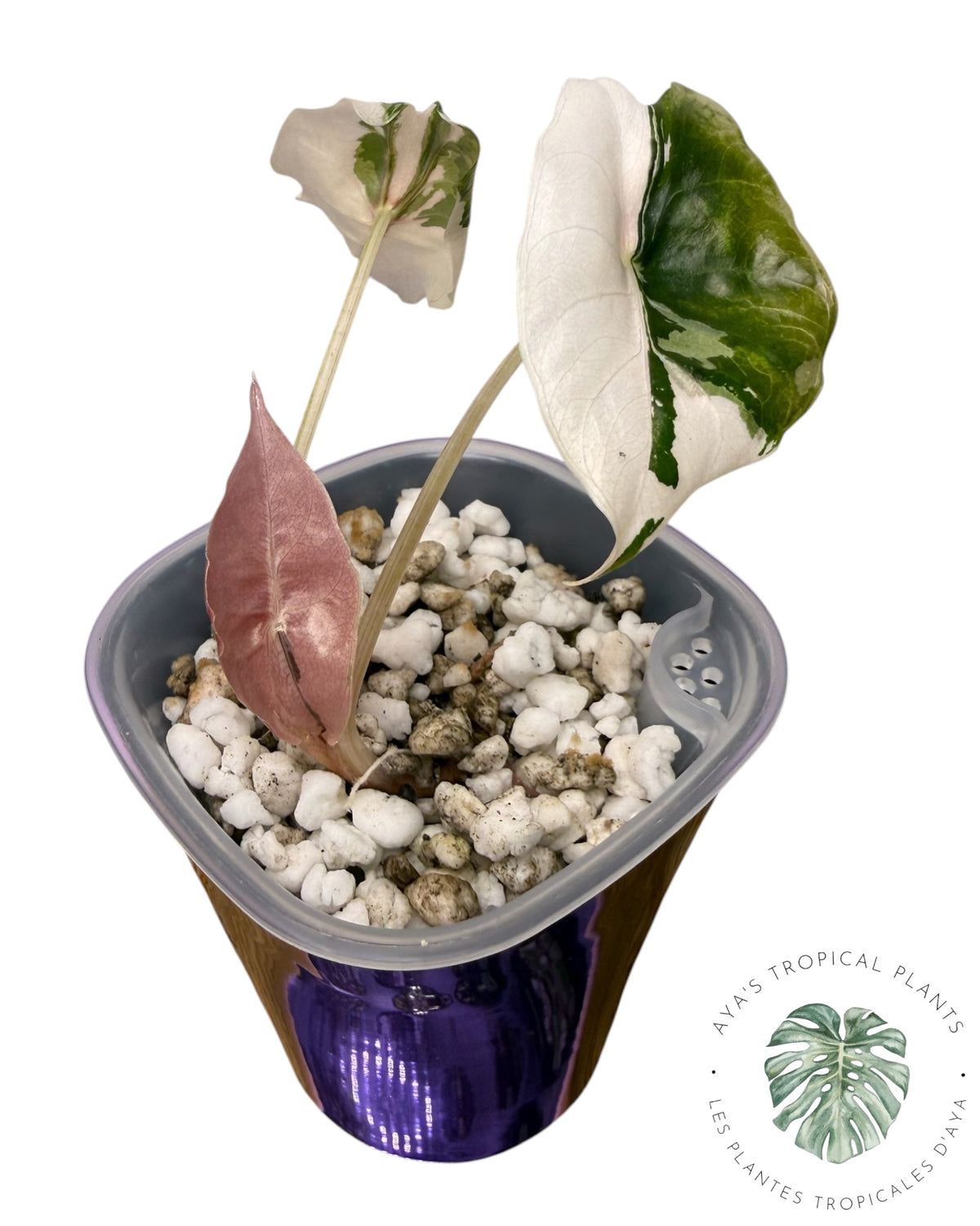 Alocasia Chantrieri Pink Variegated