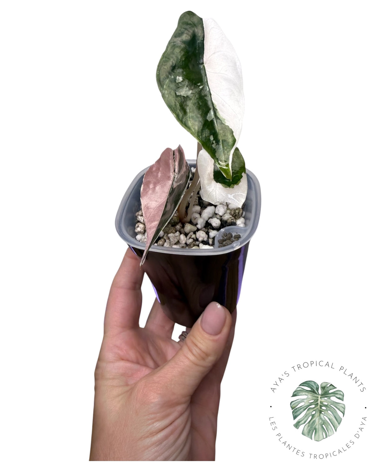 Alocasia Chantrieri panaché rose