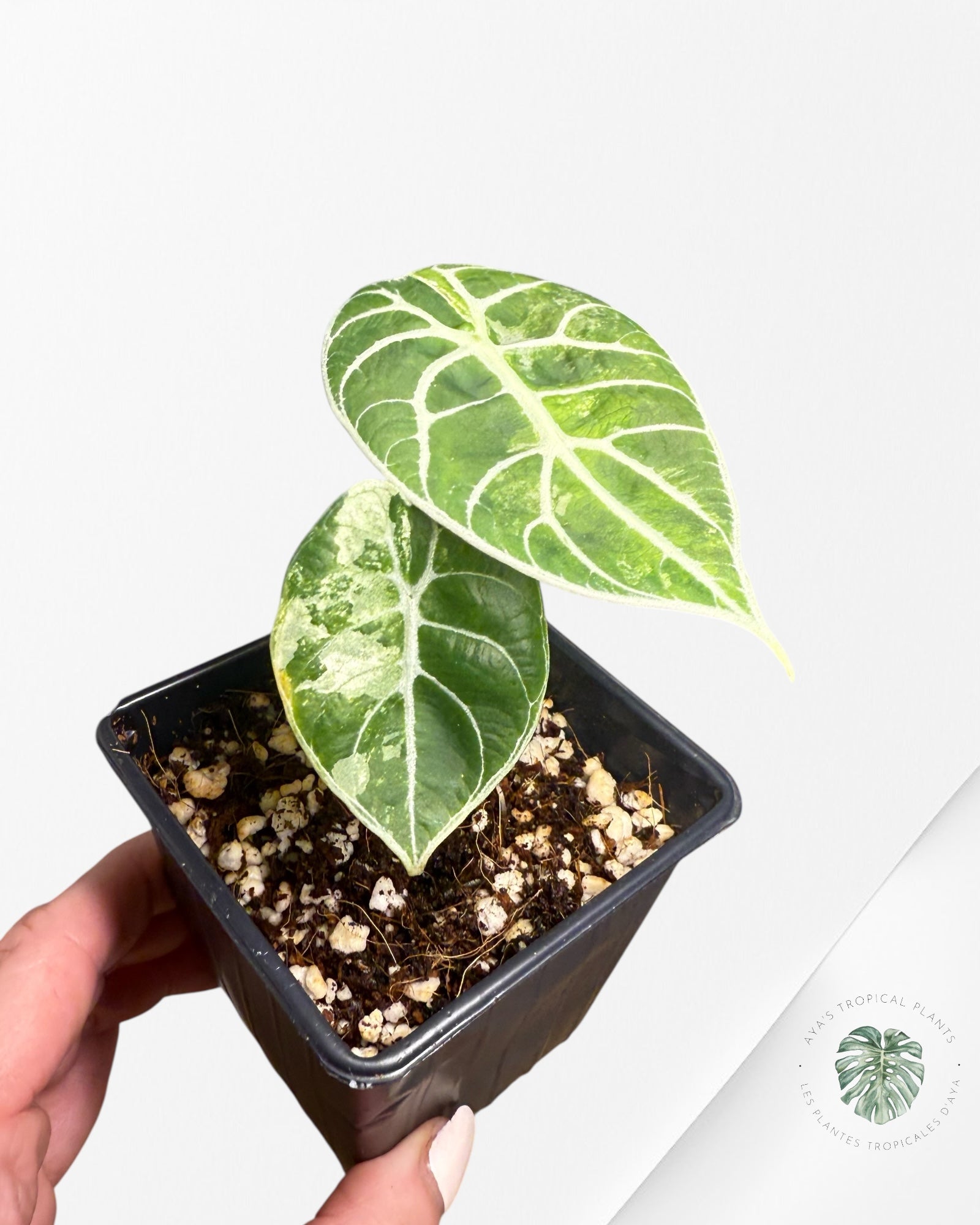 Alocasia watsoniana « Doff » Rose panaché