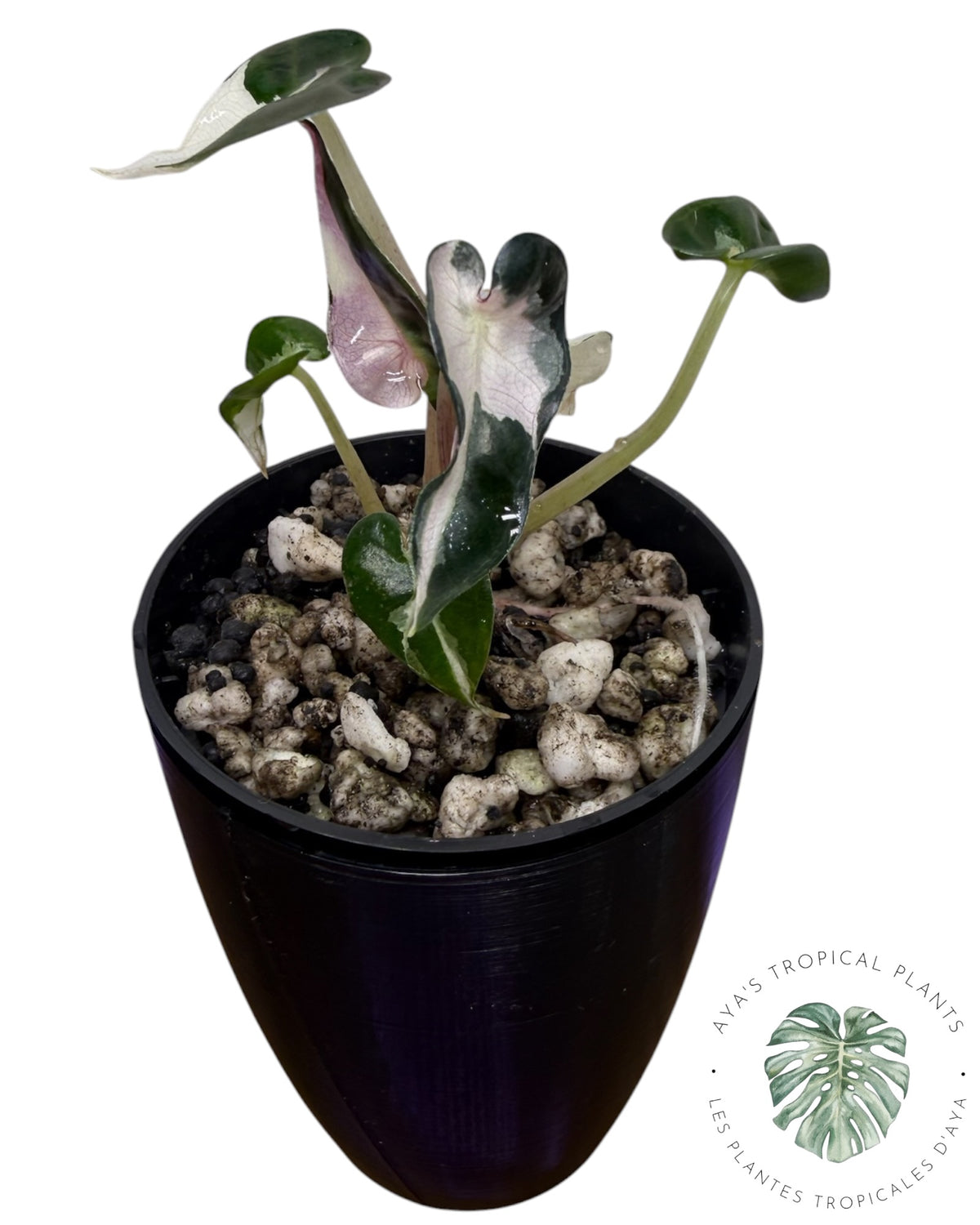 Alocasia Bambino Lava Panaché