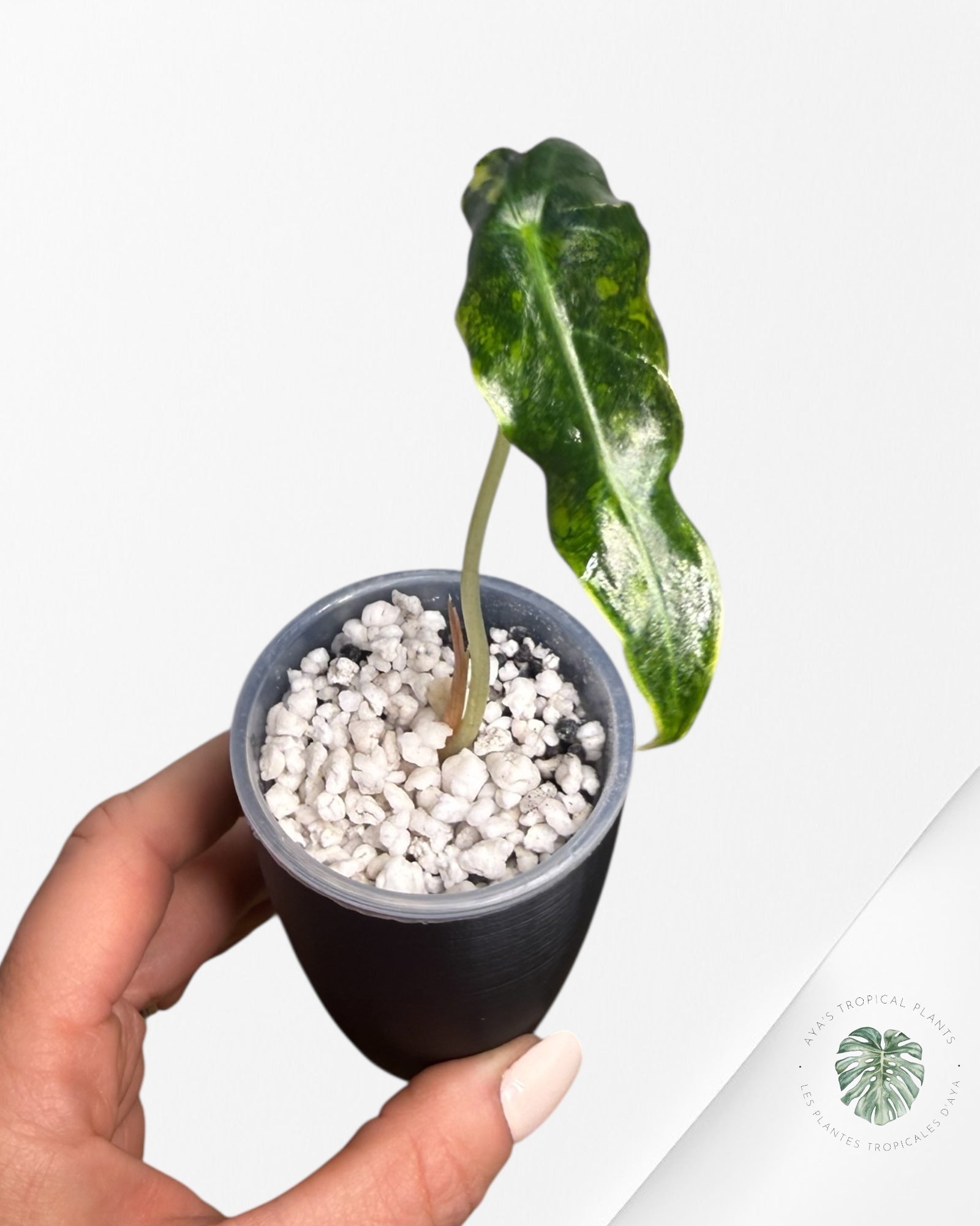 Alocasia Sanderiana ‘Bull’ Aurea Variegated