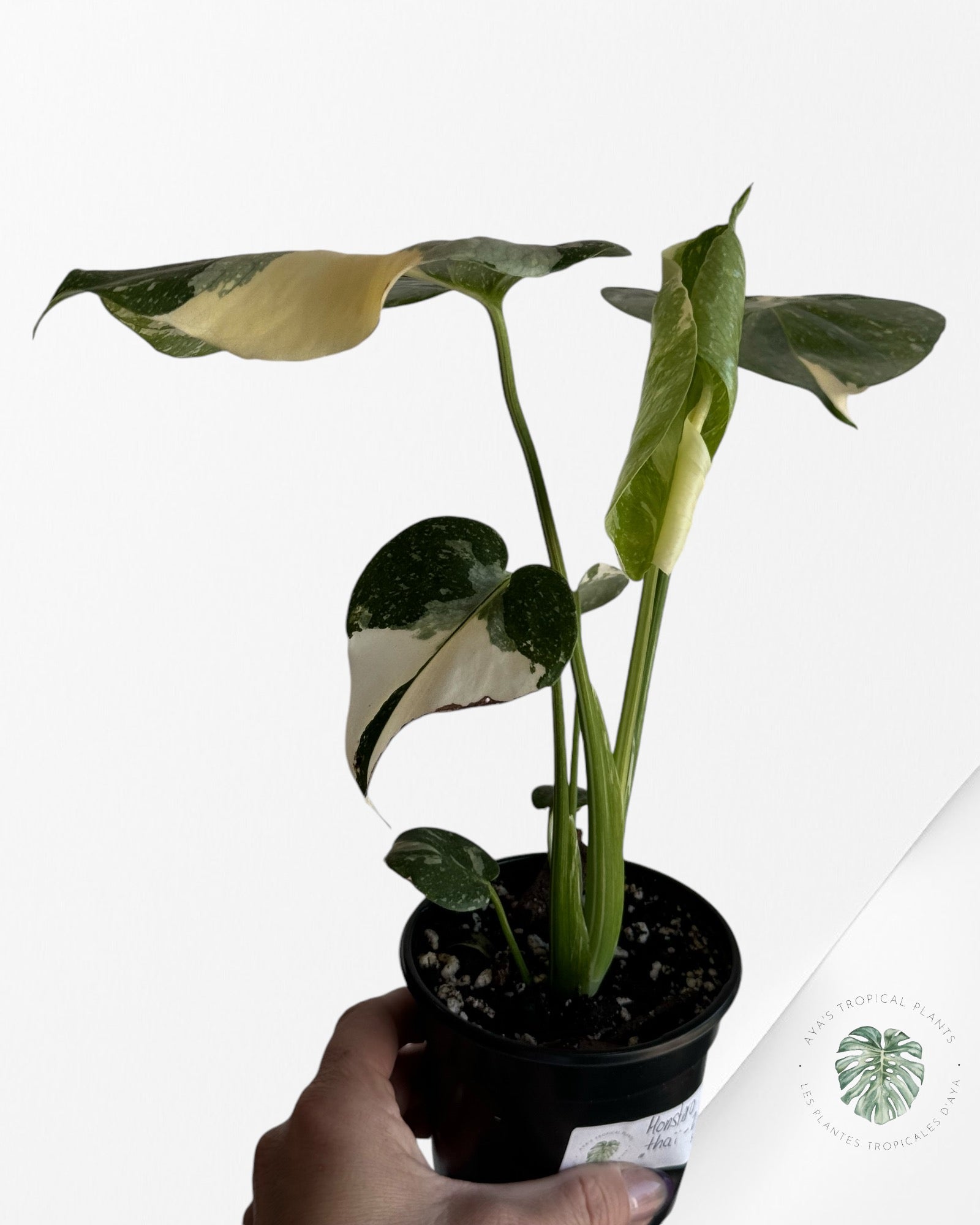 Monstera Thai Constellation-2