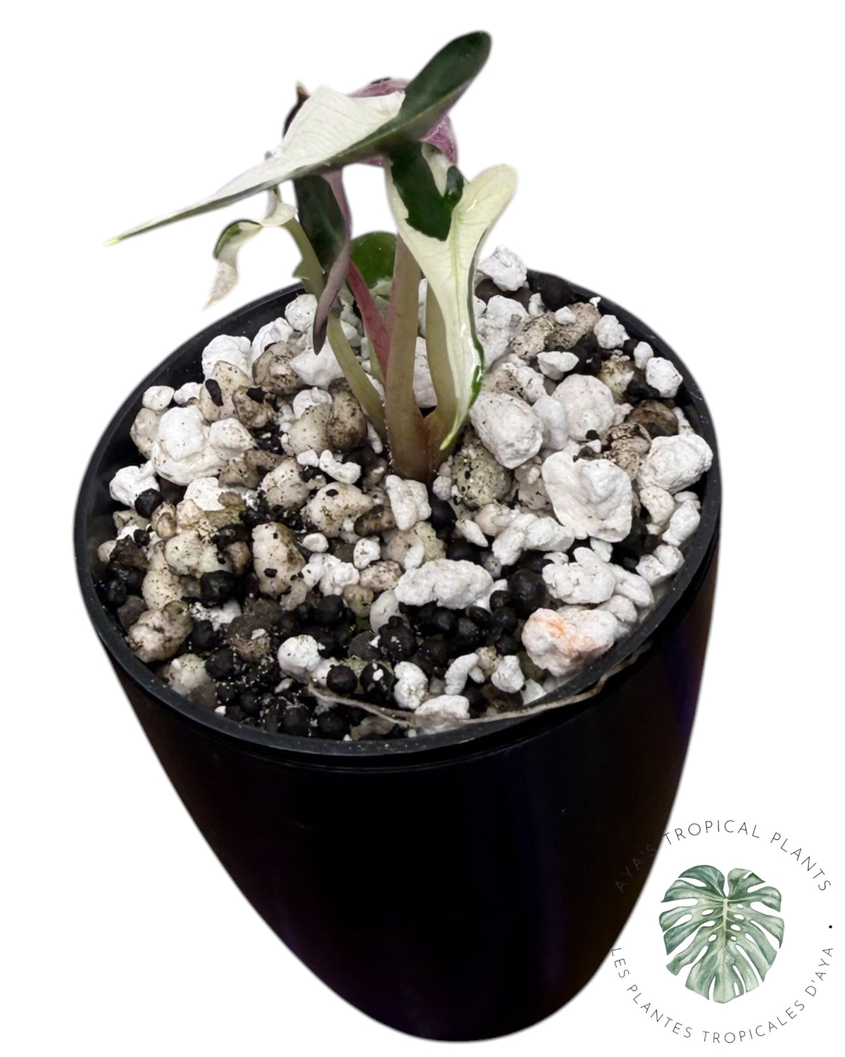 Alocasia Bambino Lava Variegated