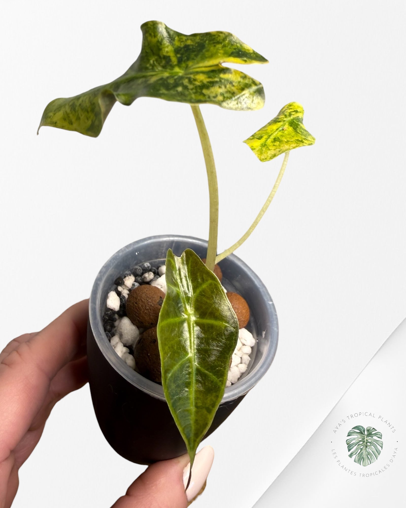 Alocasia Sanderiana ‘Bull’ Aurea Variegated