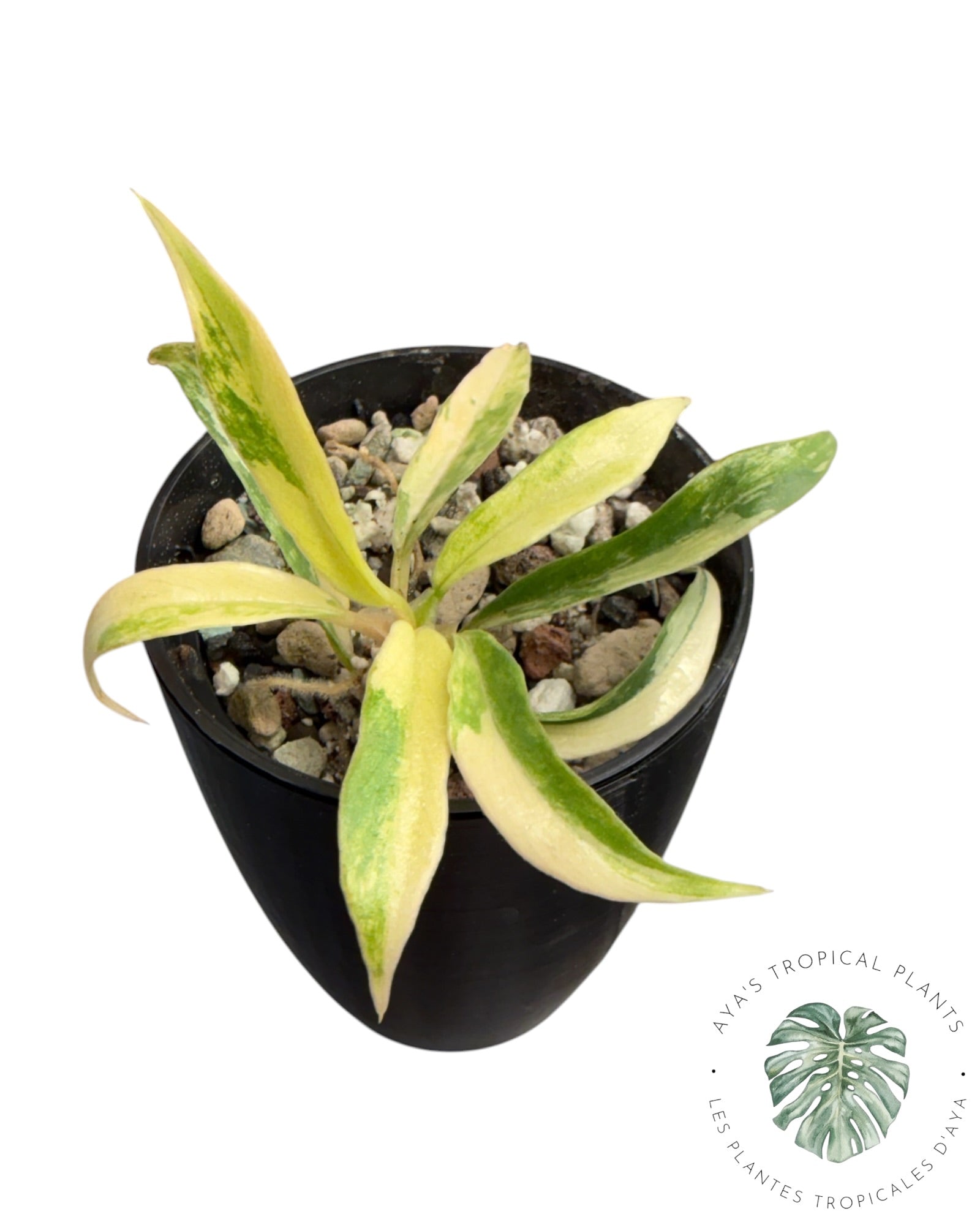 Philodendron Tortum Variegated