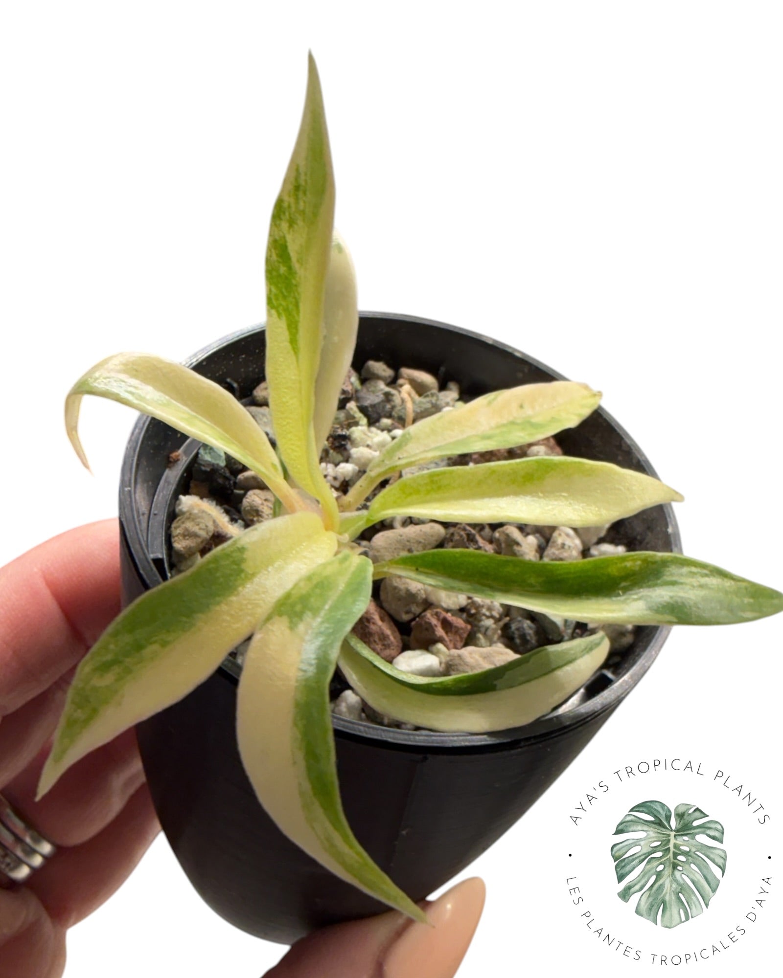 Philodendron Tortum Variegated