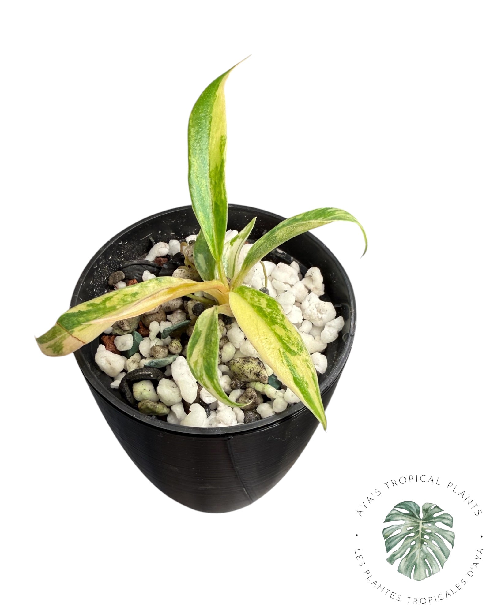 Philodendron Tortum Variegated