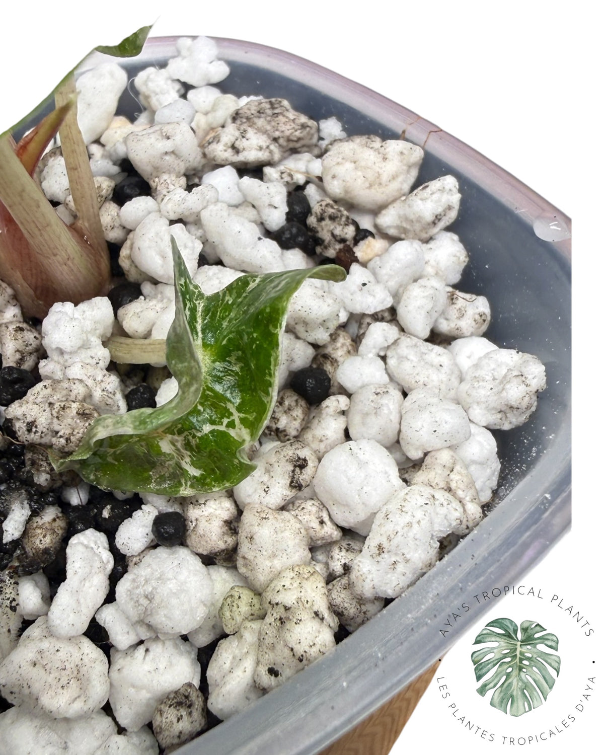 Alocasia Polly Ruby panaché cassé