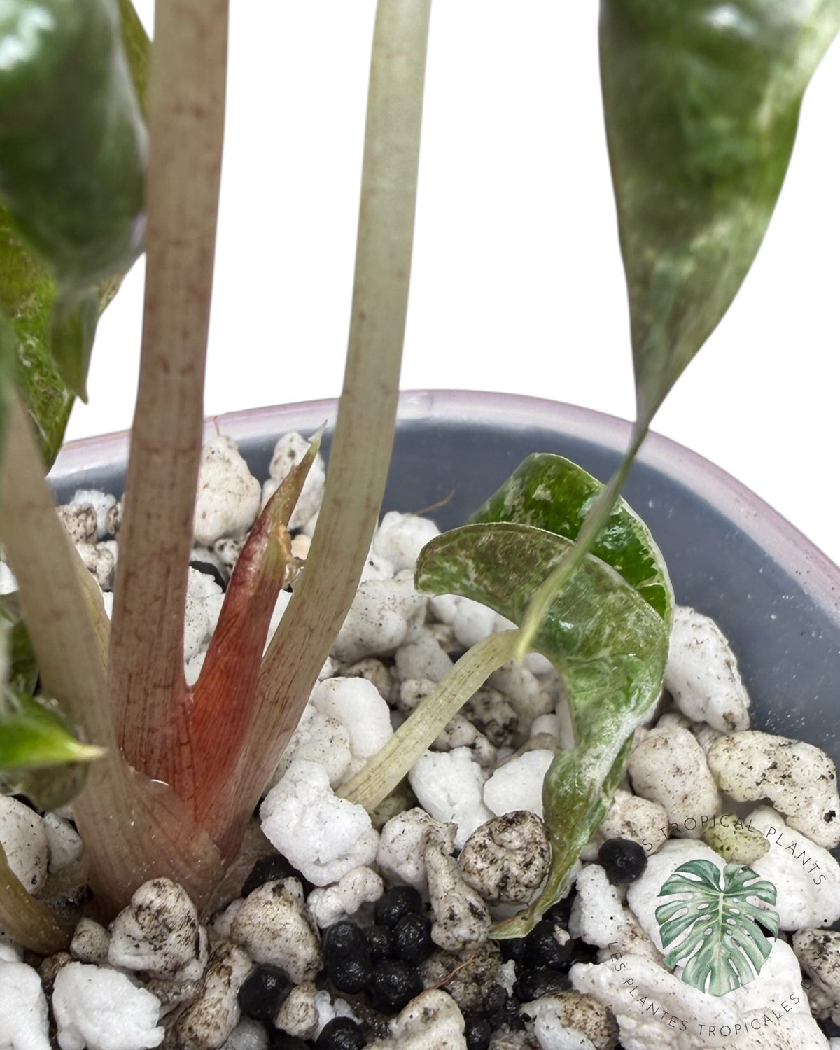 Alocasia Polly Ruby panaché cassé