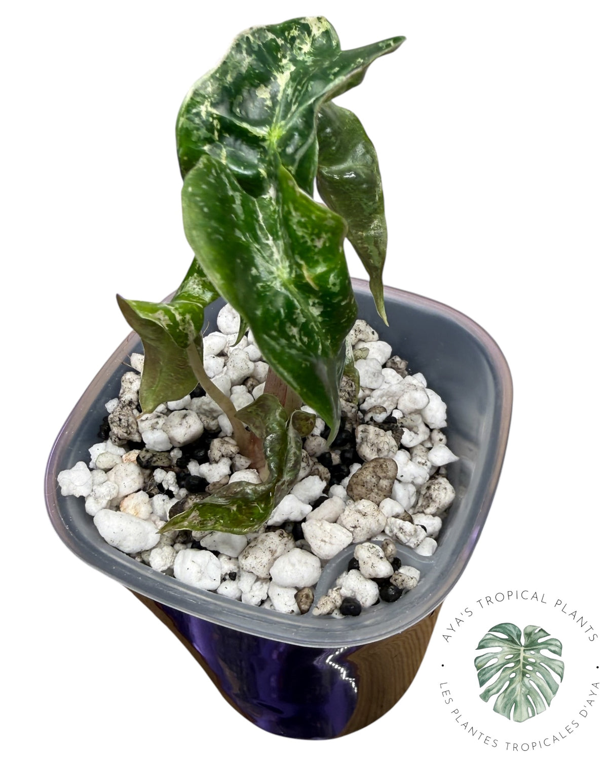 Alocasia Polly Shattered Ruby Variegated