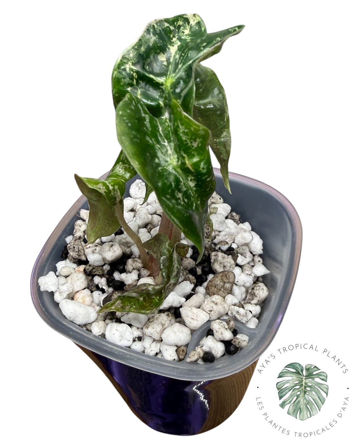 Alocasia Polly Ruby panaché cassé