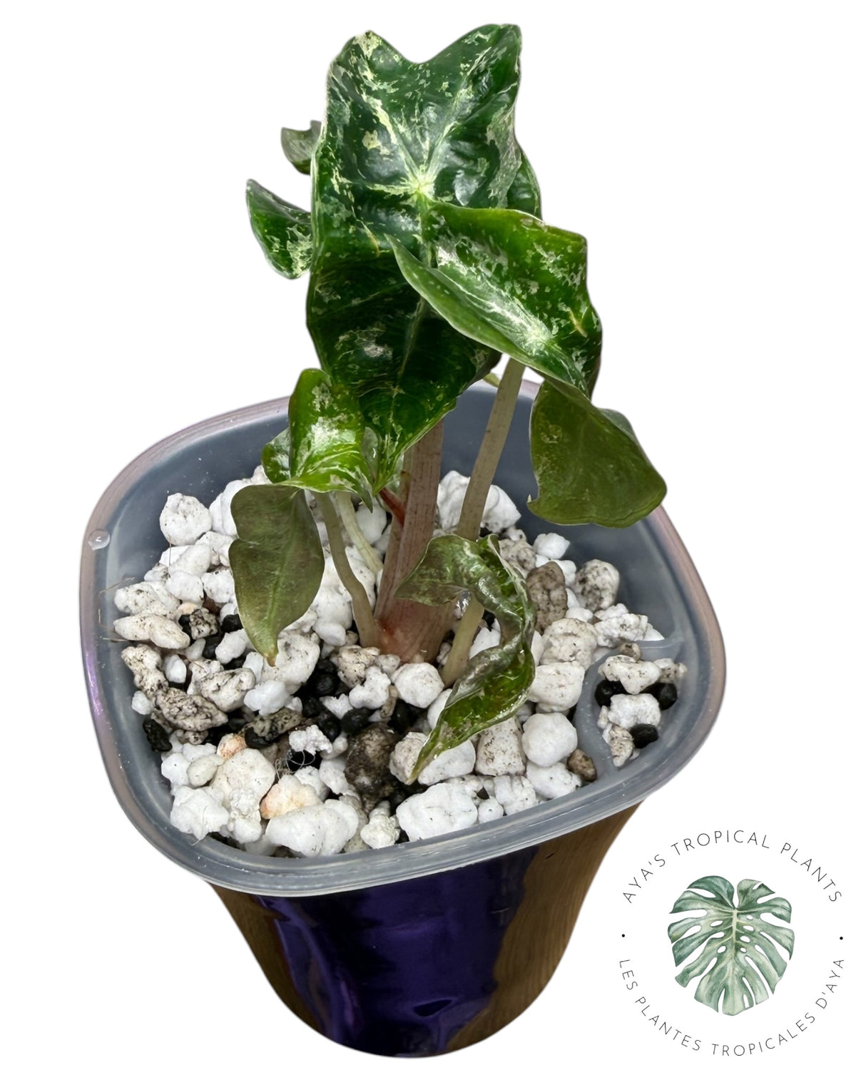 Alocasia Polly Shattered Ruby Variegated