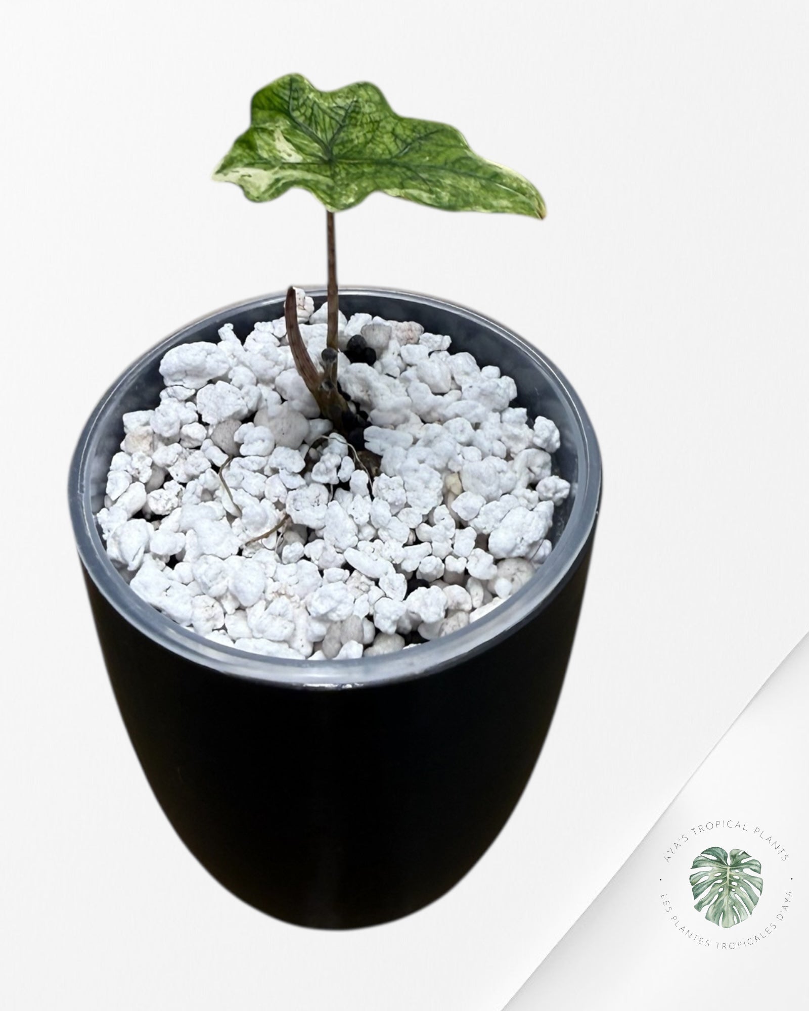 Alocasia Jacklyn Mystic Variegated