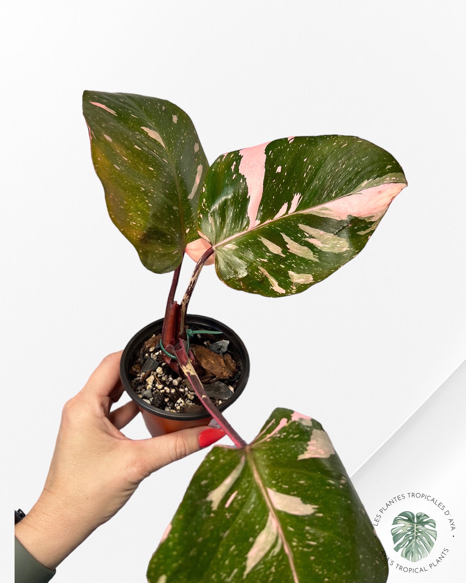Philodendron Pink Princess Marble KING
