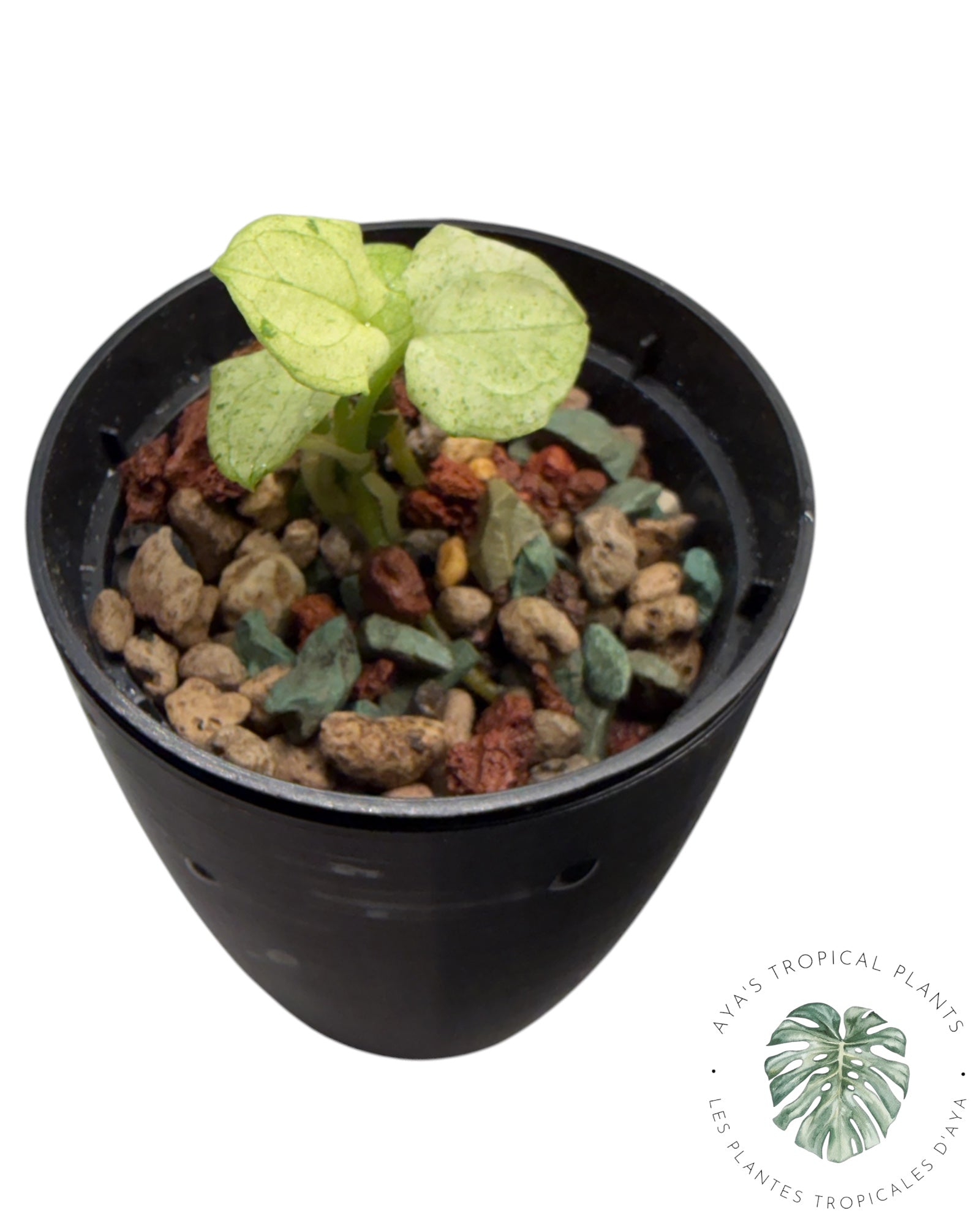 Anthurium Dark Phoenix Variegated