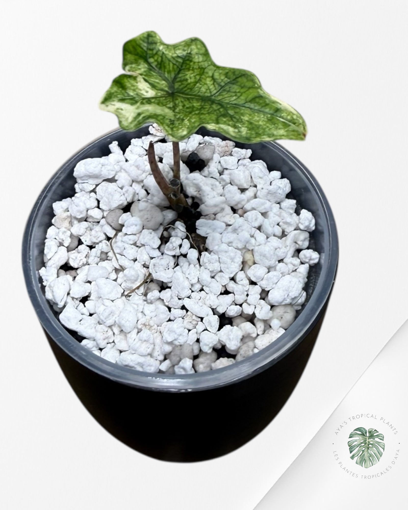 Alocasia Jacklyn Mystic Variegated