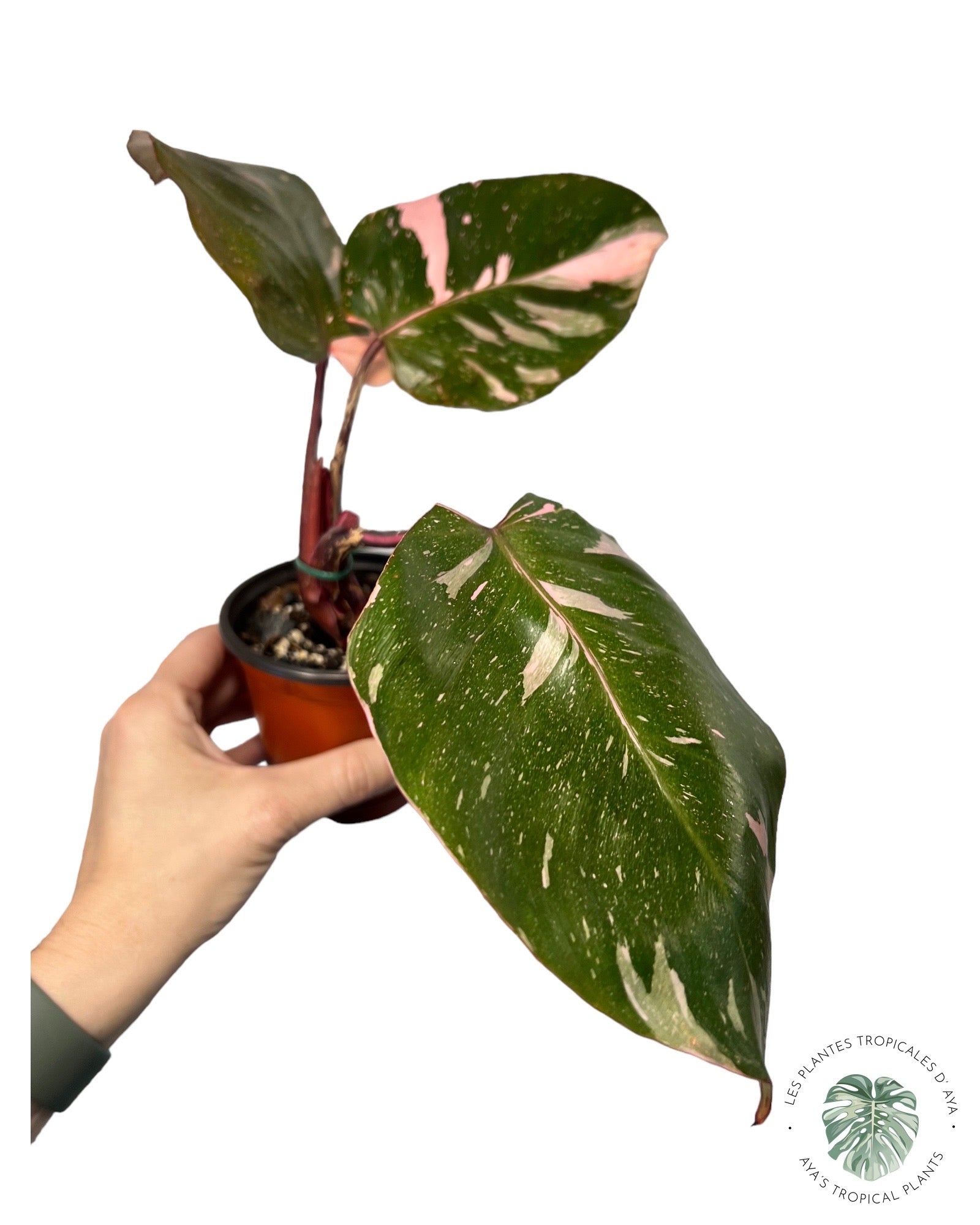 Philodendron Pink Princess Marble KING