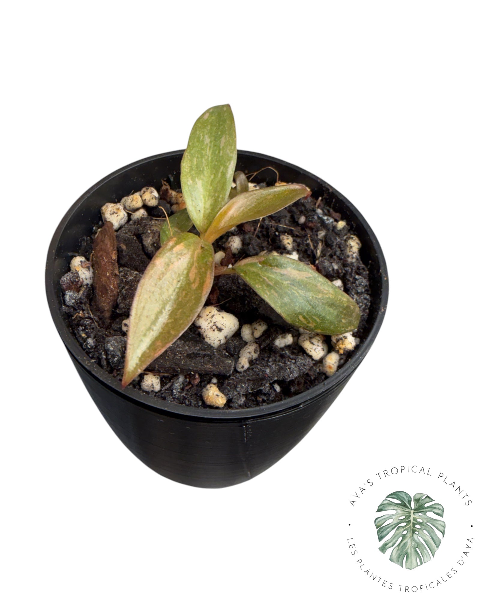 Philodendron Orange Princess Variegated