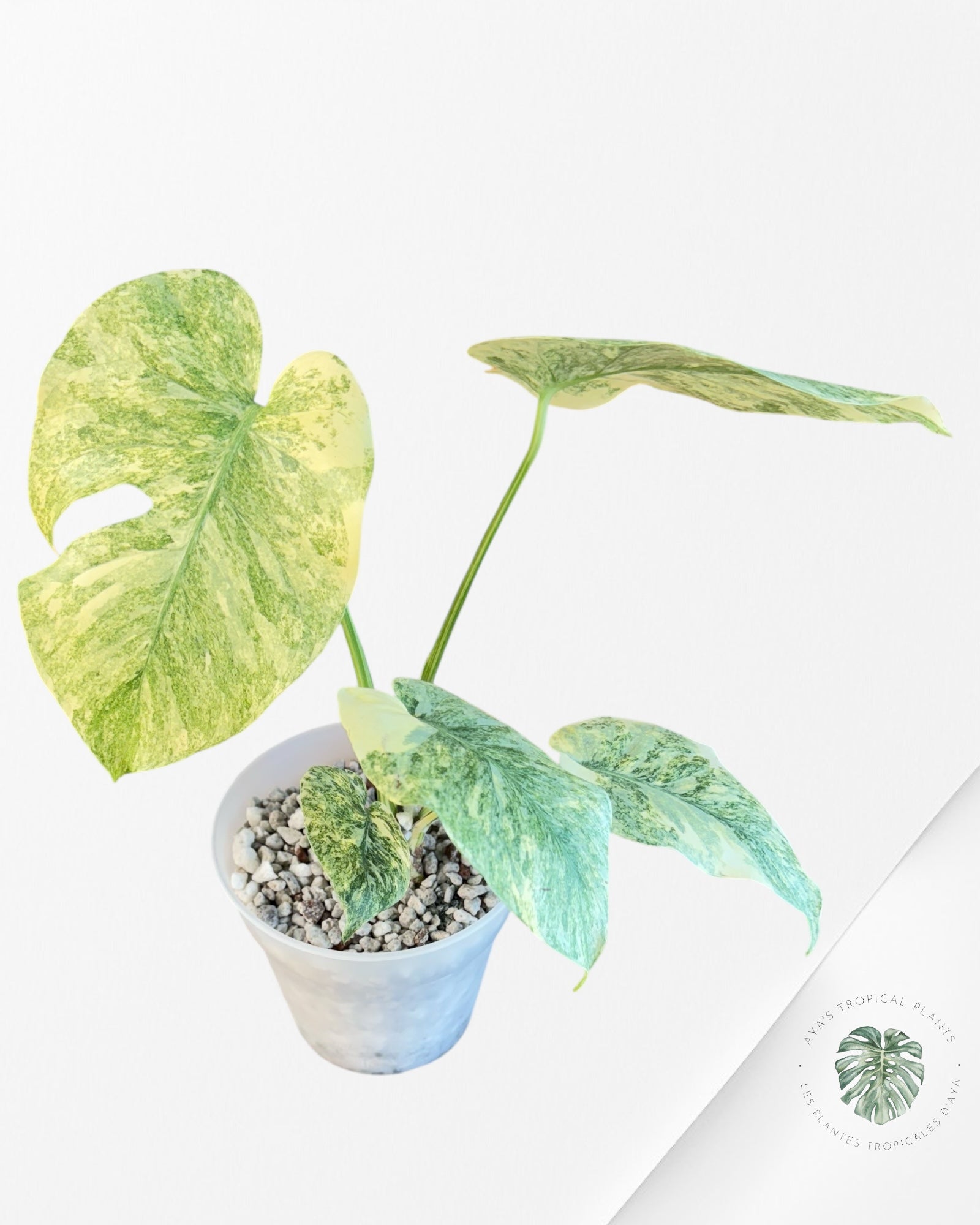 Monstera Legacy - 201