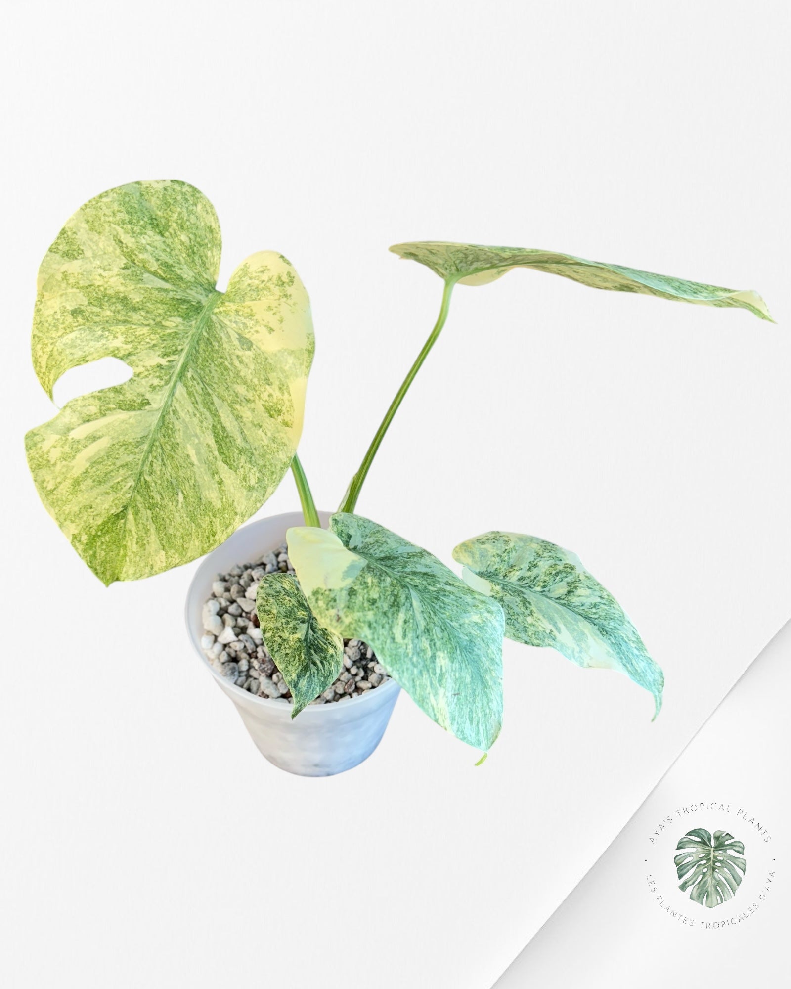 Monstera Legacy - 201