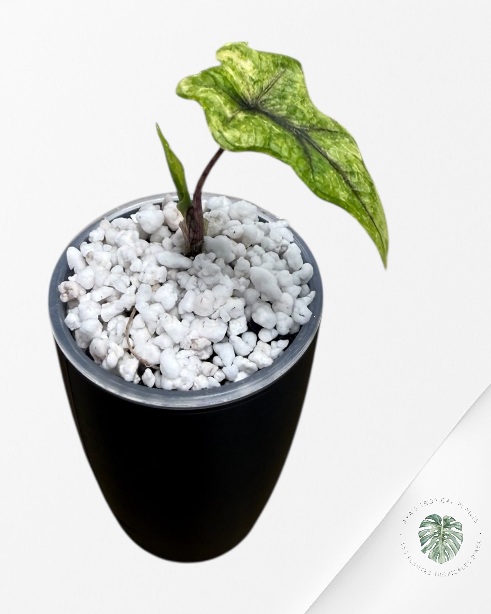 Alocasia Jacklyn Mystic Variegated