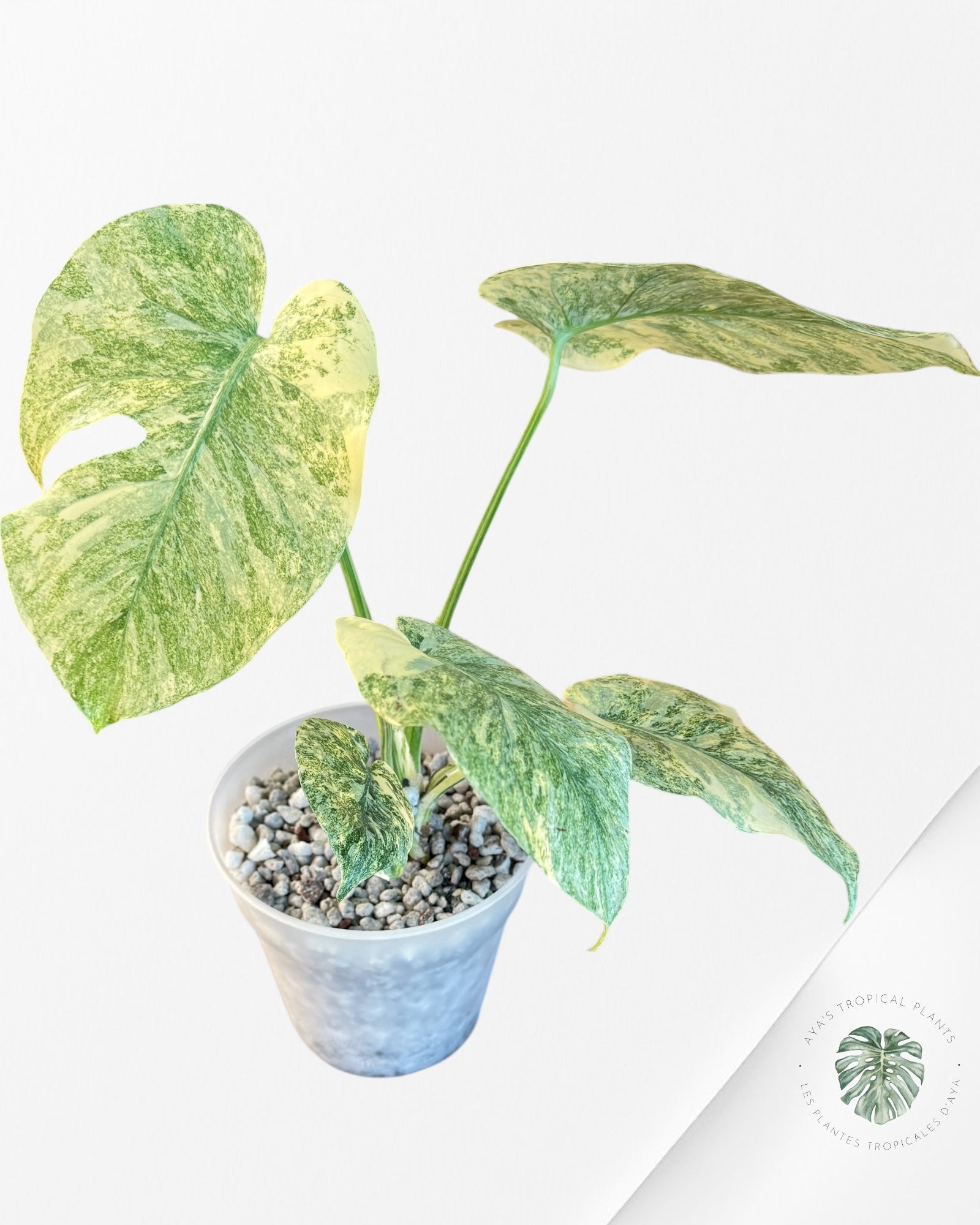 Monstera Legacy - 201