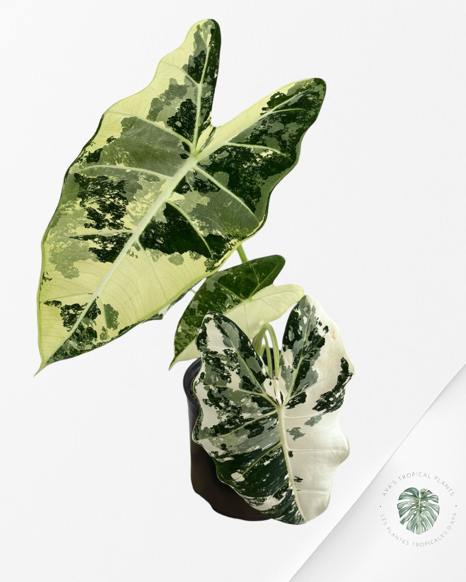 Alocasia Frydek Variegated
