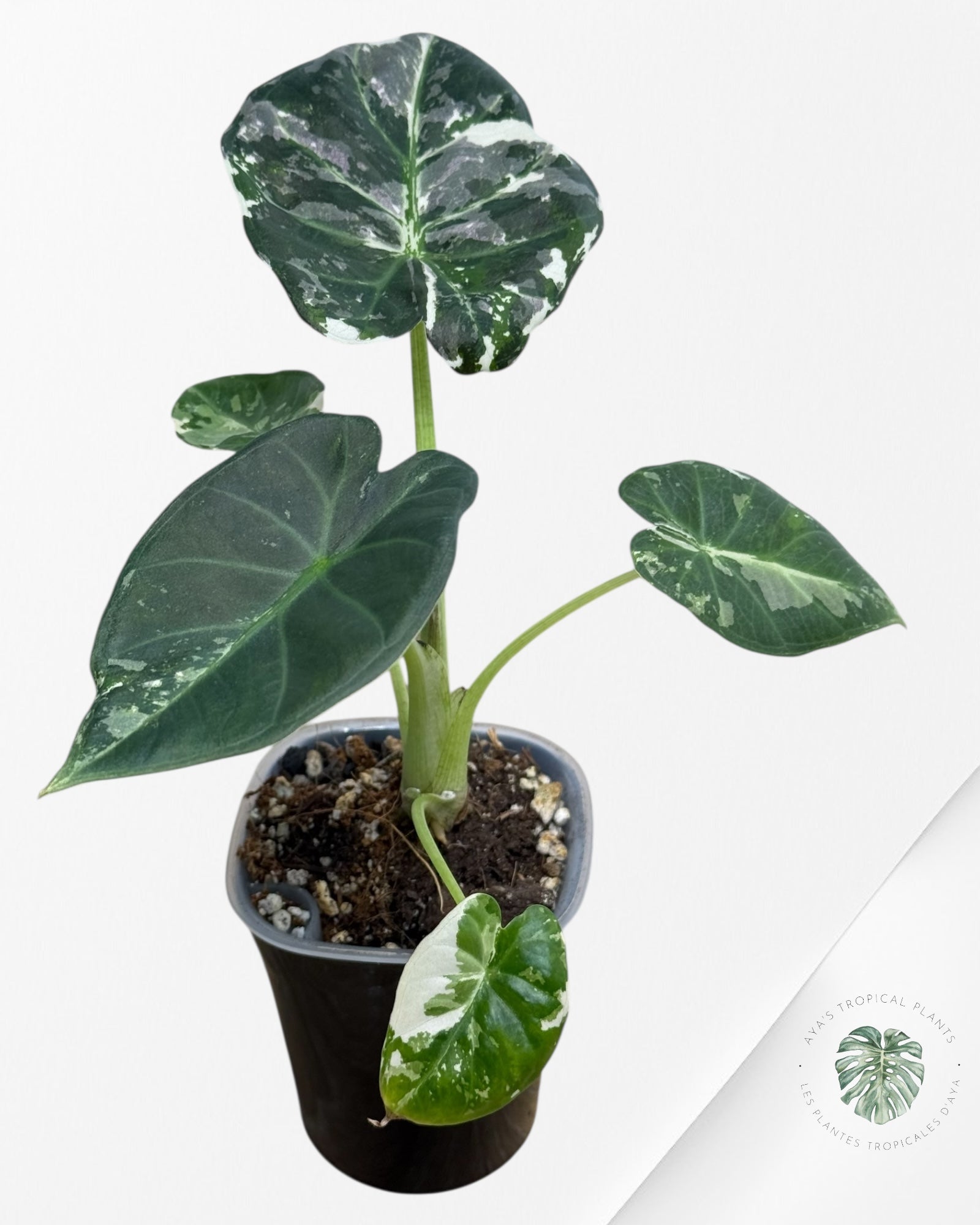 Alocasia Regal Shield Albo