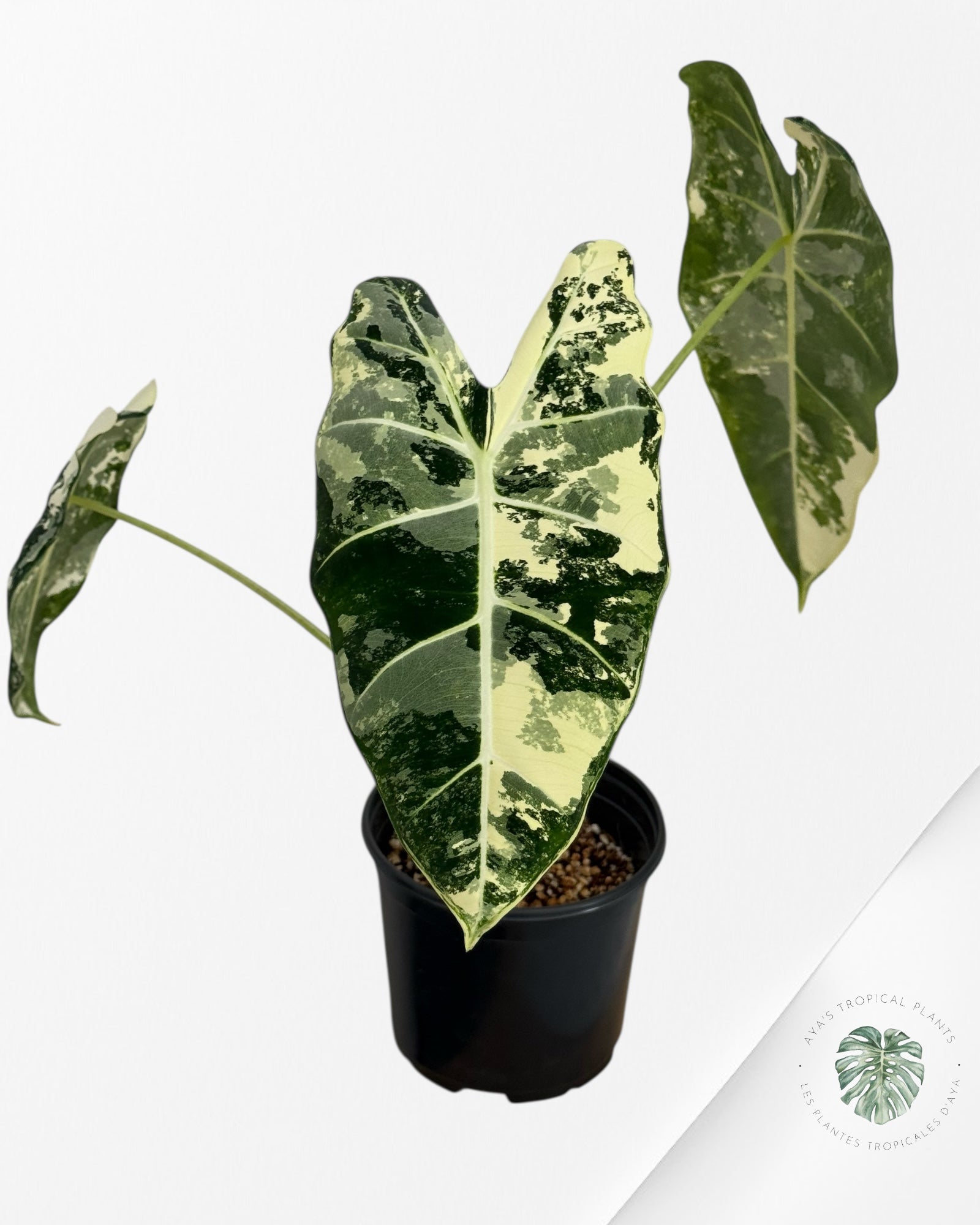 Alocasia Frydek Variegated