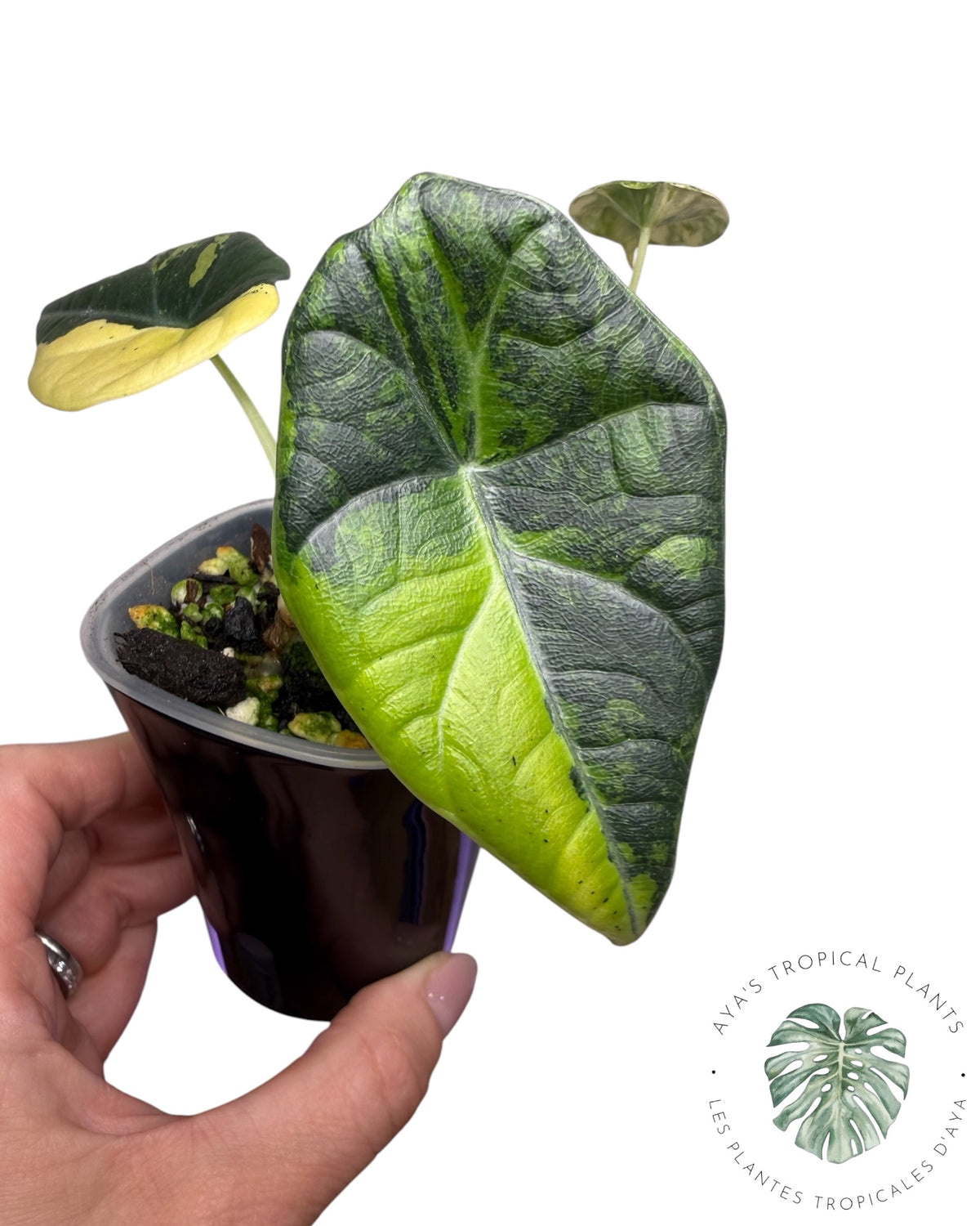 Alocasia Maharani Golden Lime