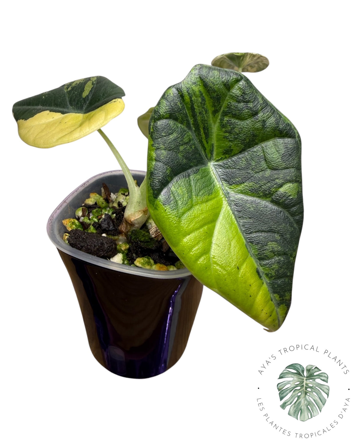 Alocasia Maharani Golden Lime