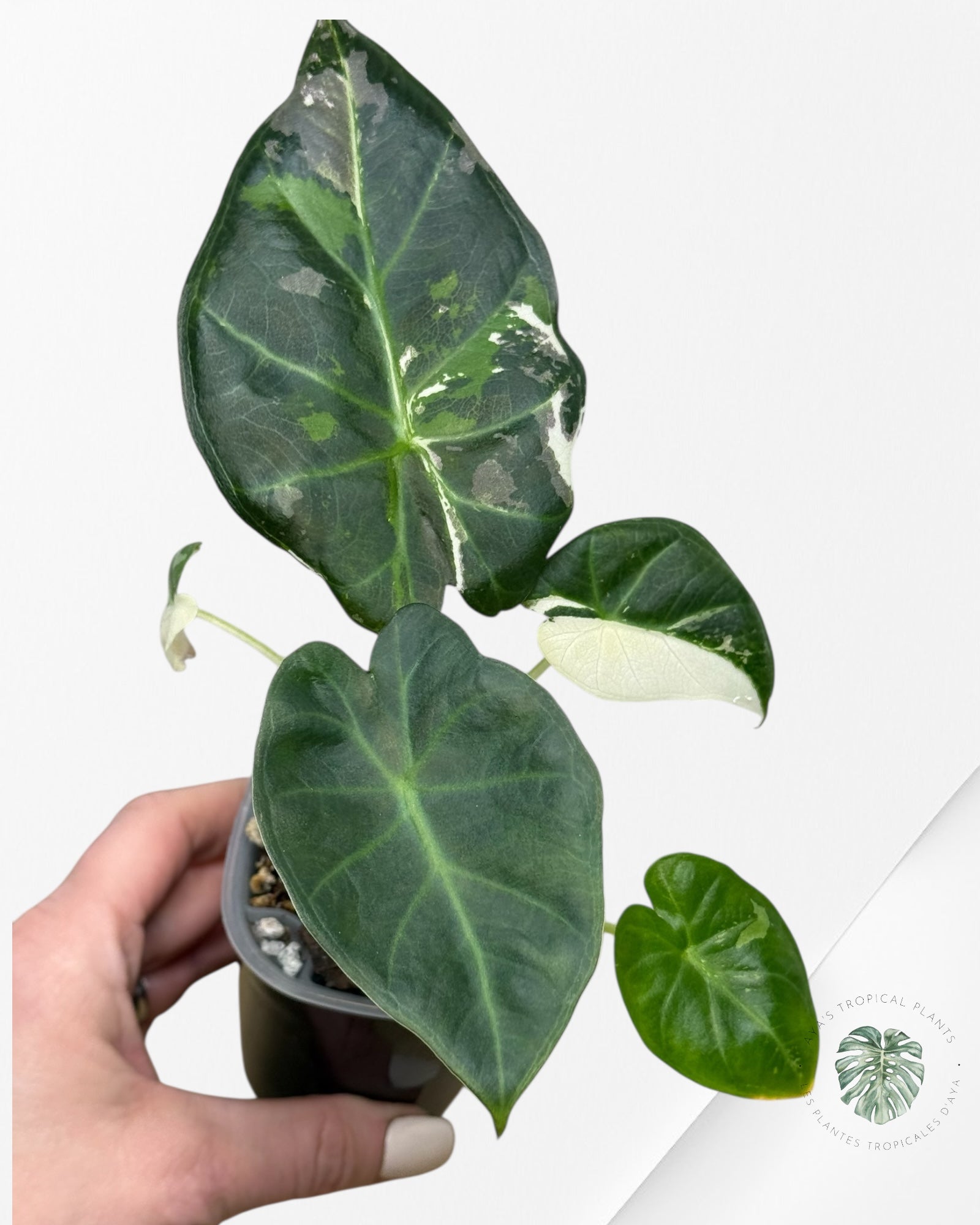 Alocasia Regal Shield Albo