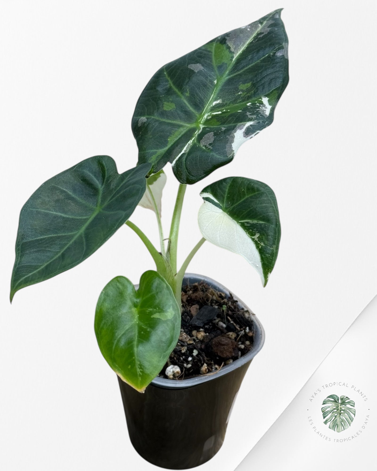 Alocasia Regal Shield Albo