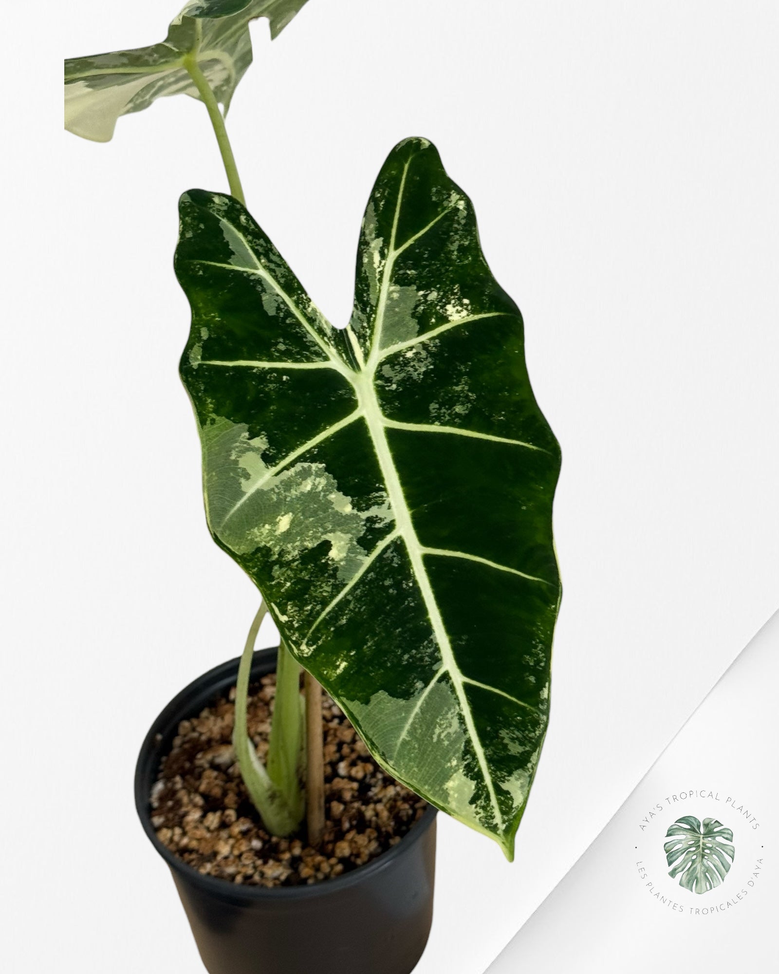 Alocasia Frydek Variegated