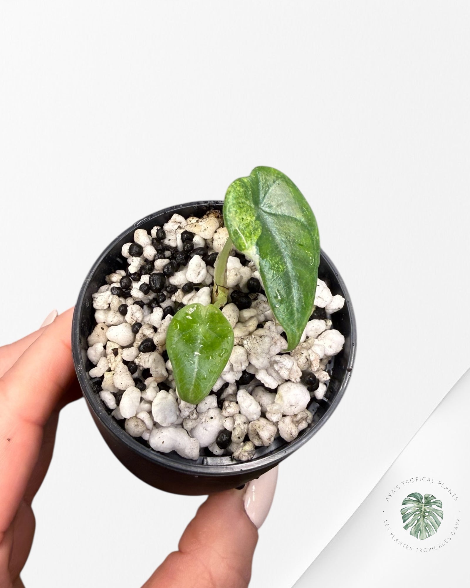 Alocasia Maharani Aurea Variegated