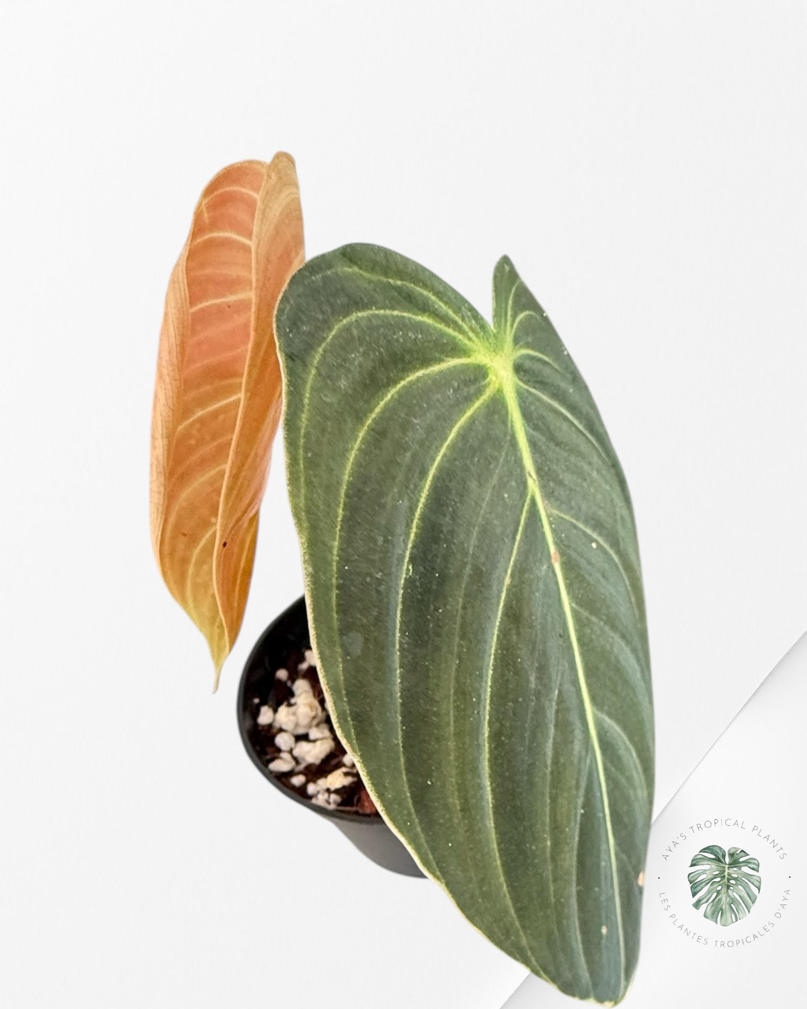 Philodendron Melanochrysum Orange (Bonfire) - TOP