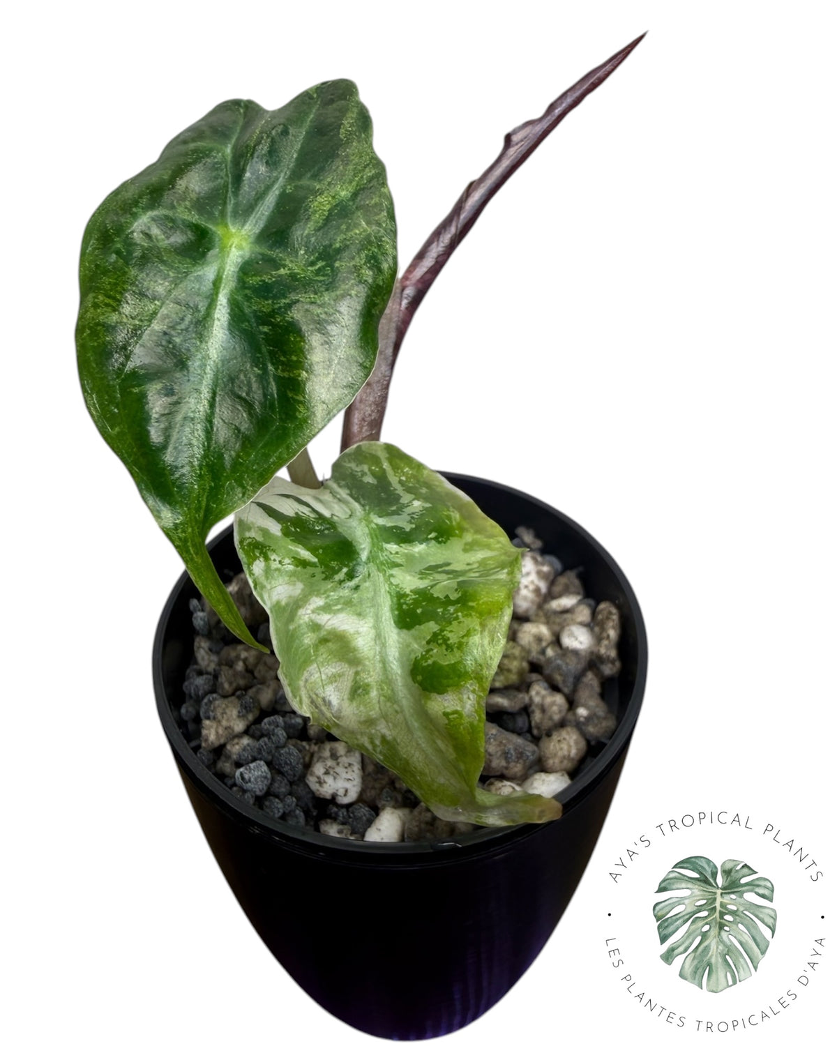 Alocasia Venom Pink Variegated Grade S | Premium Rare