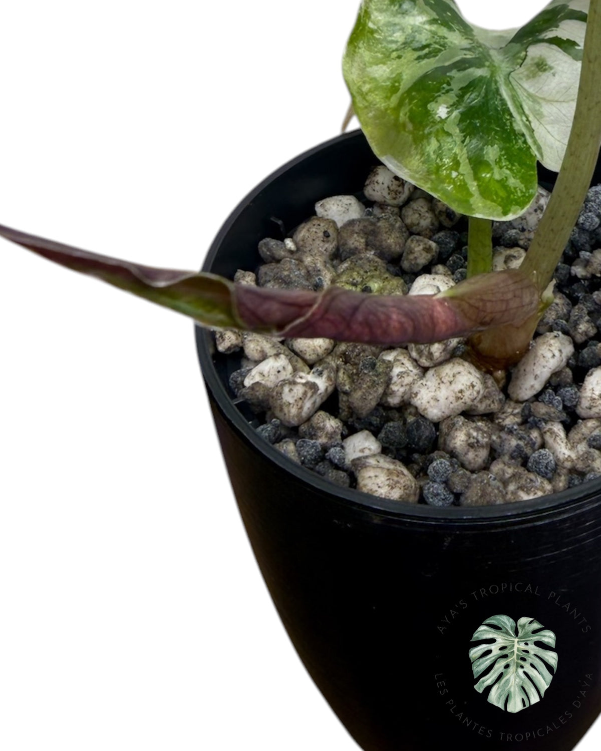 Alocasia Venom Pink Variegated Grade S | Premium Rare