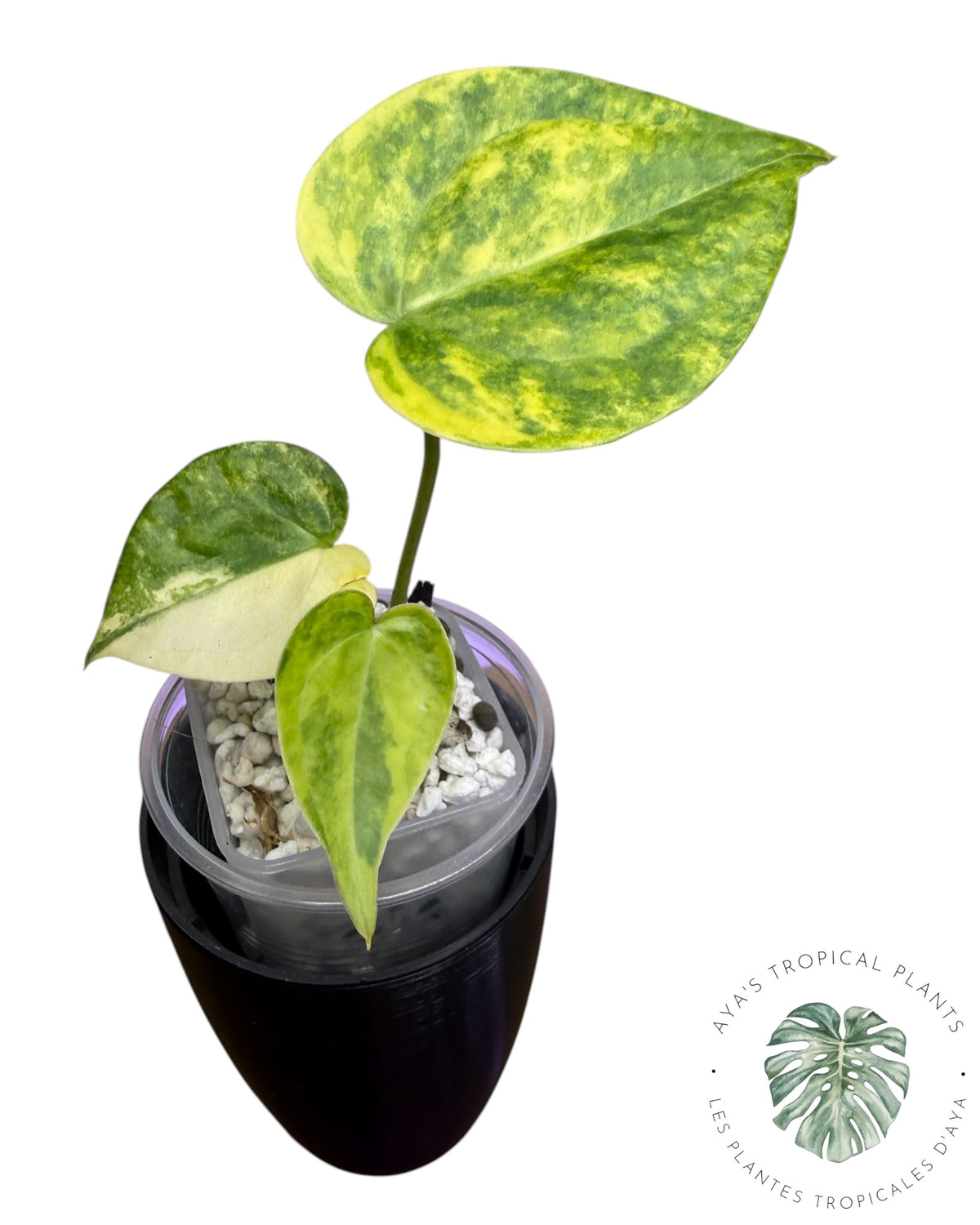 Anthurium Clarinervium Aurea Variegated