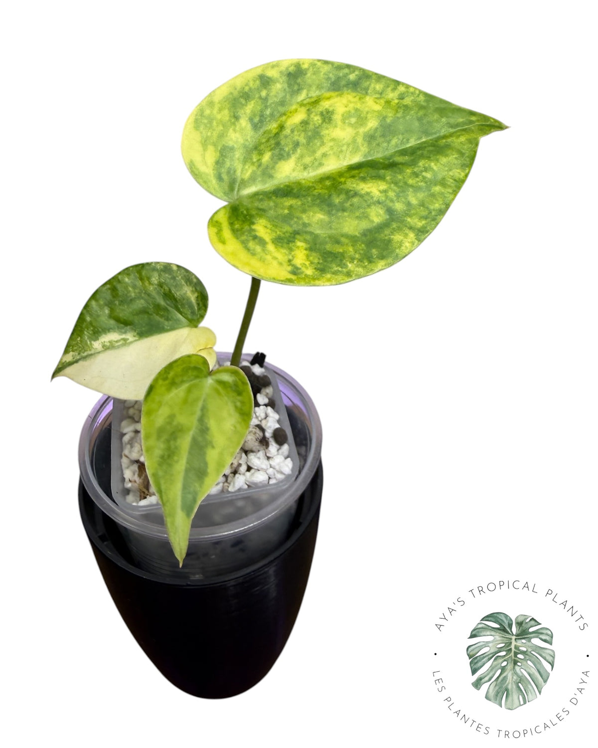 Anthurium Clarinervium Aurea Variegated
