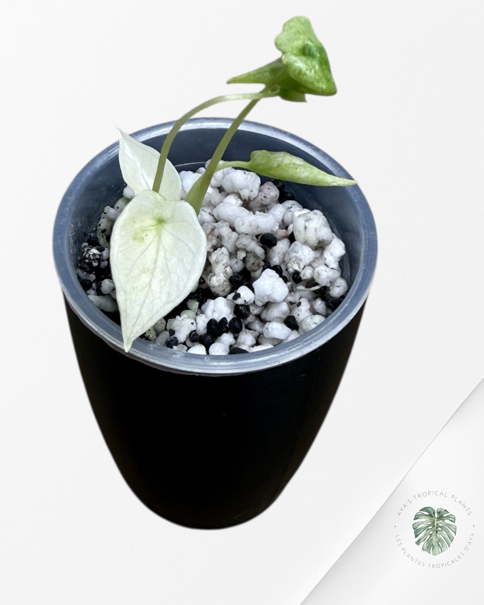 Alocasia Scalprum Albo Mint Variegated