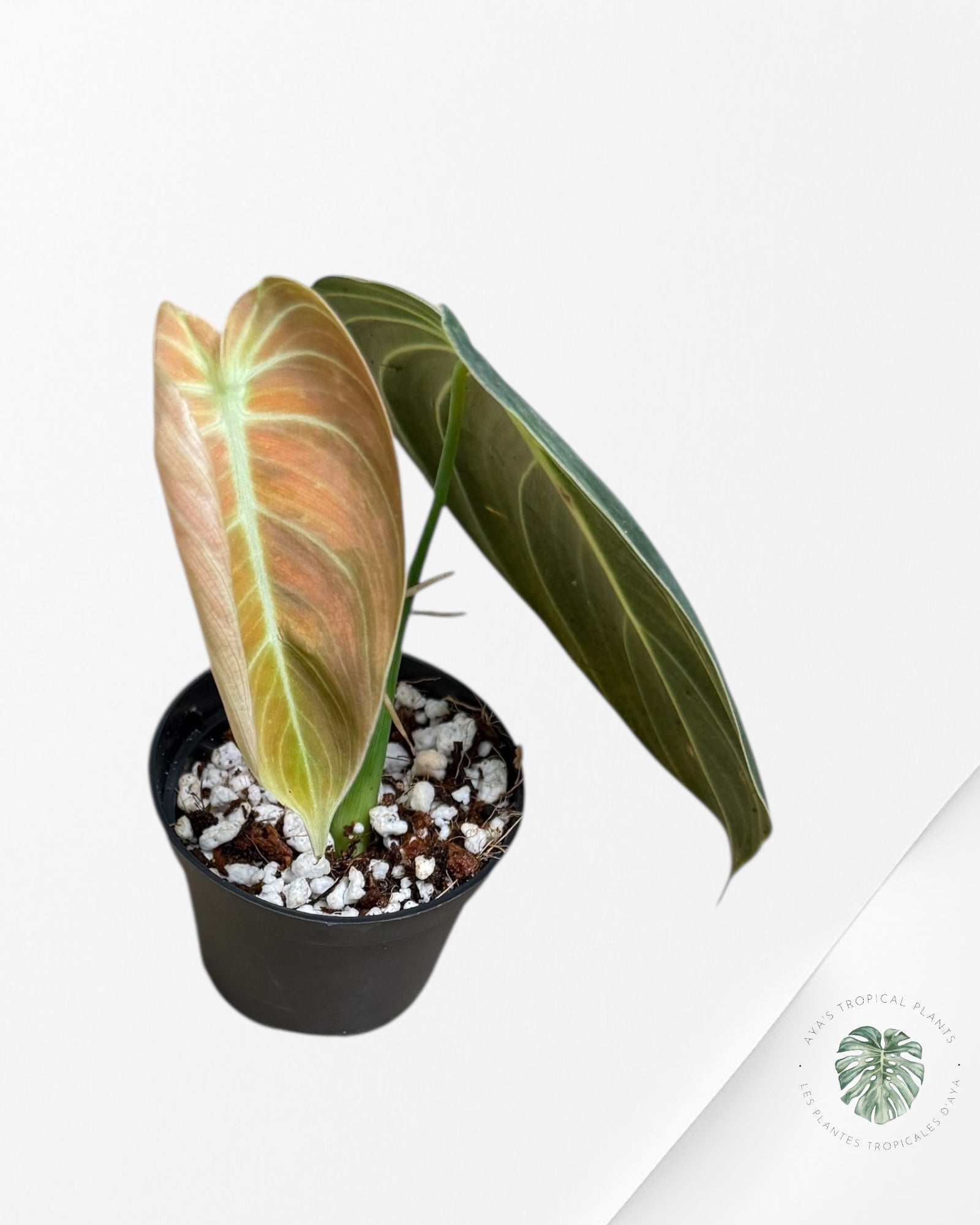 Philodendron Melanochrysum Orange (Bonfire) - TOP