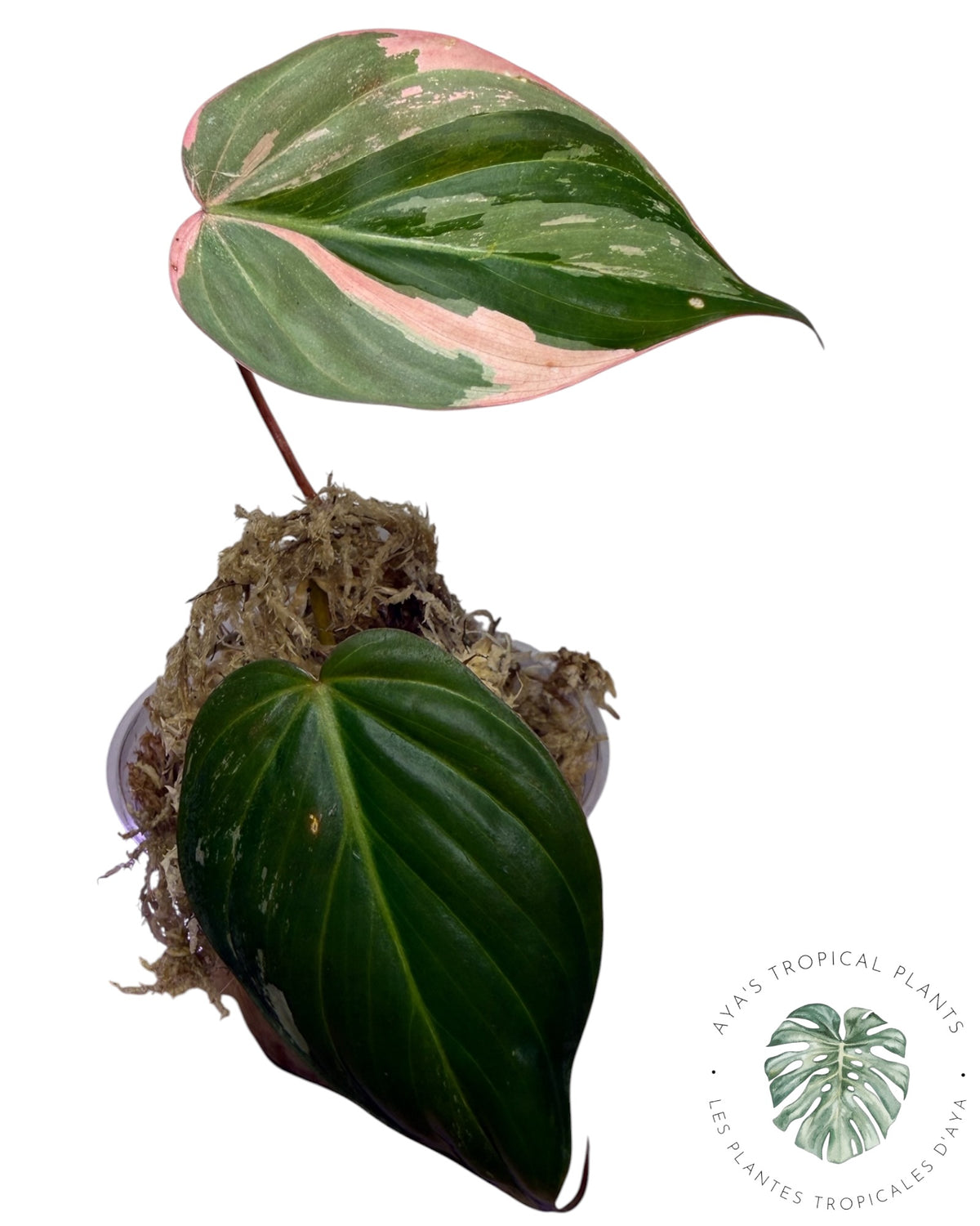 Philodendron REAL Pink Micans Variegated