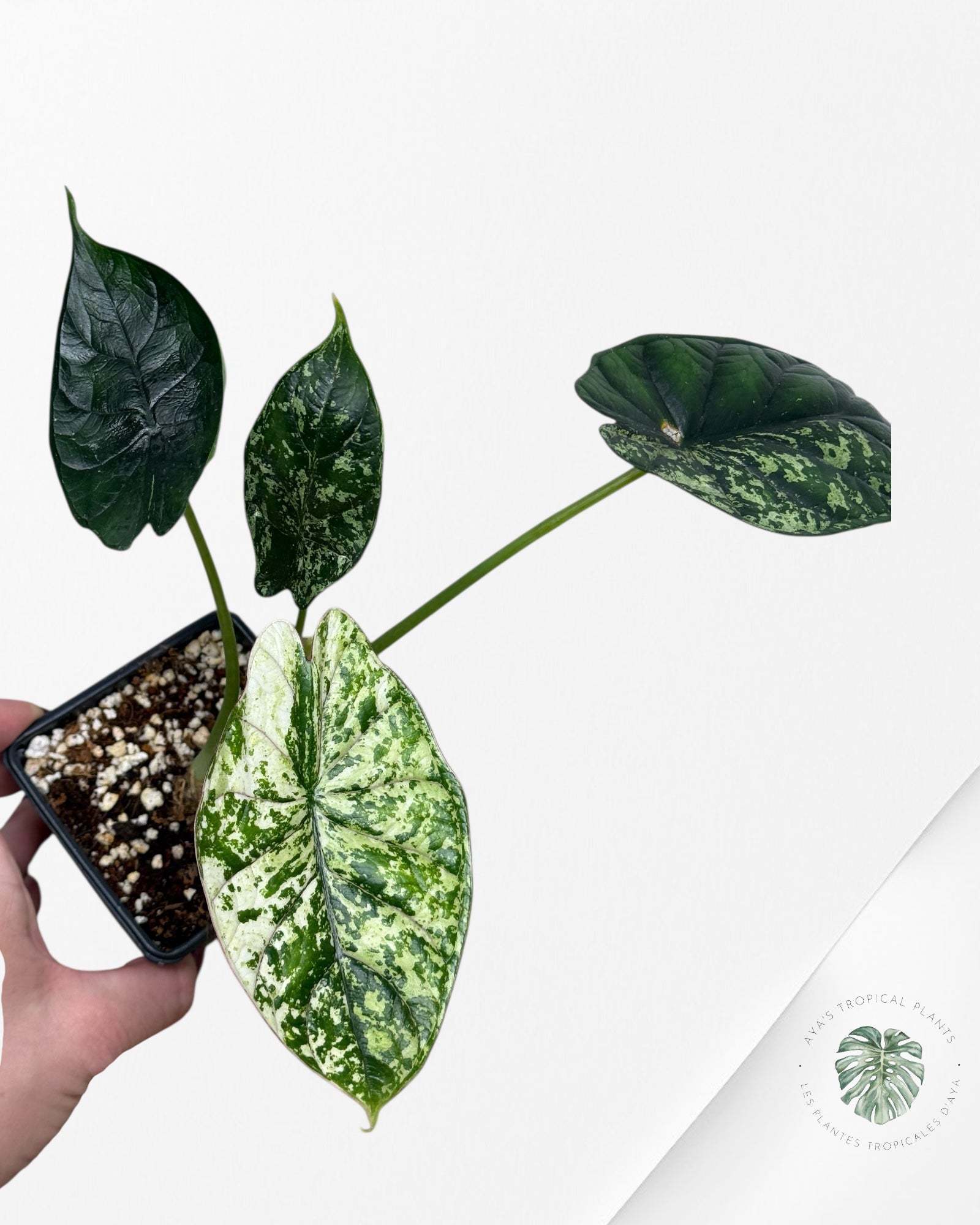 Alocasia Dragon Scale Mint |Rare Aroid| Aya's Tropical Plants