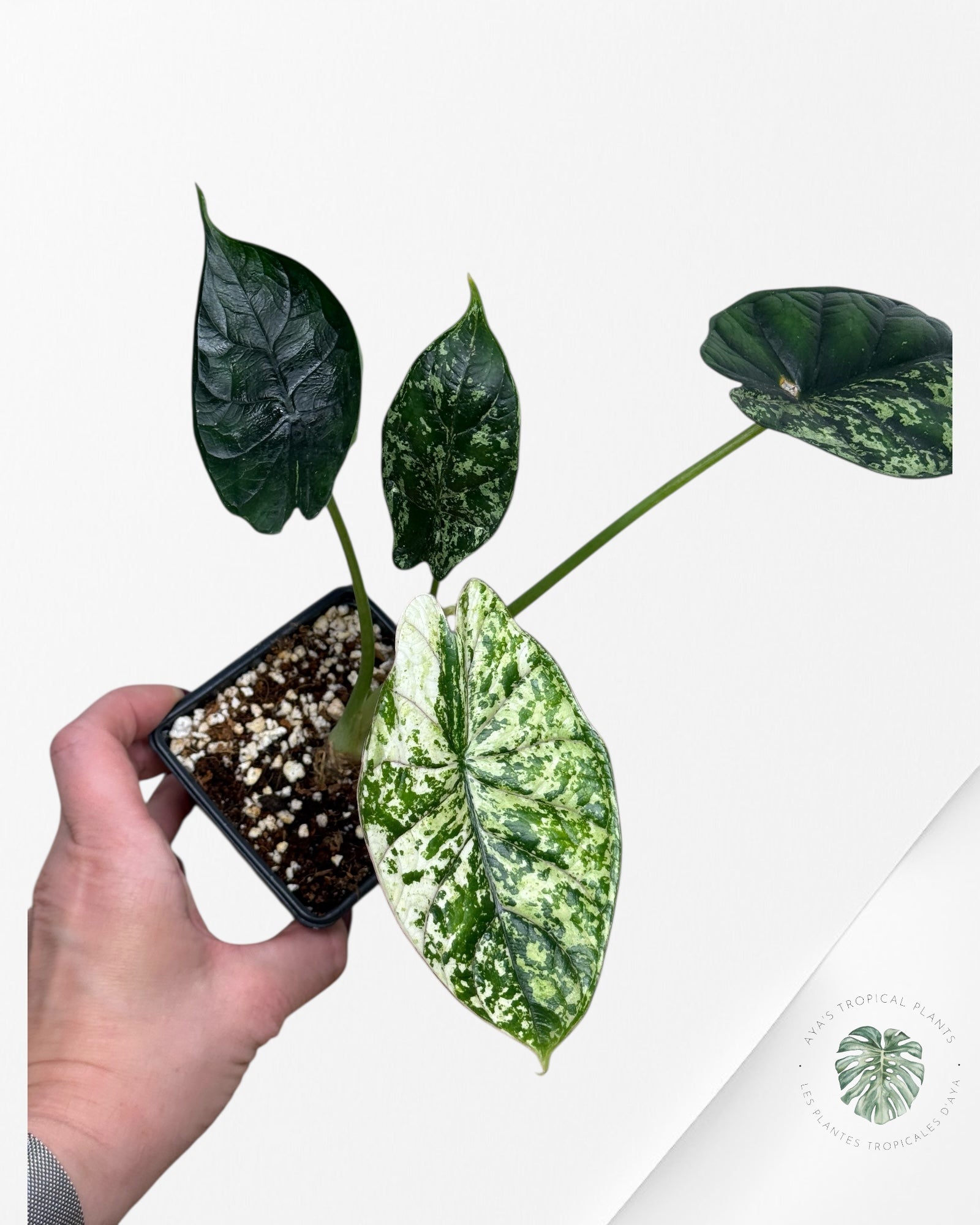 Alocasia Dragon Scale Mint |Rare Aroid| Aya's Tropical Plants