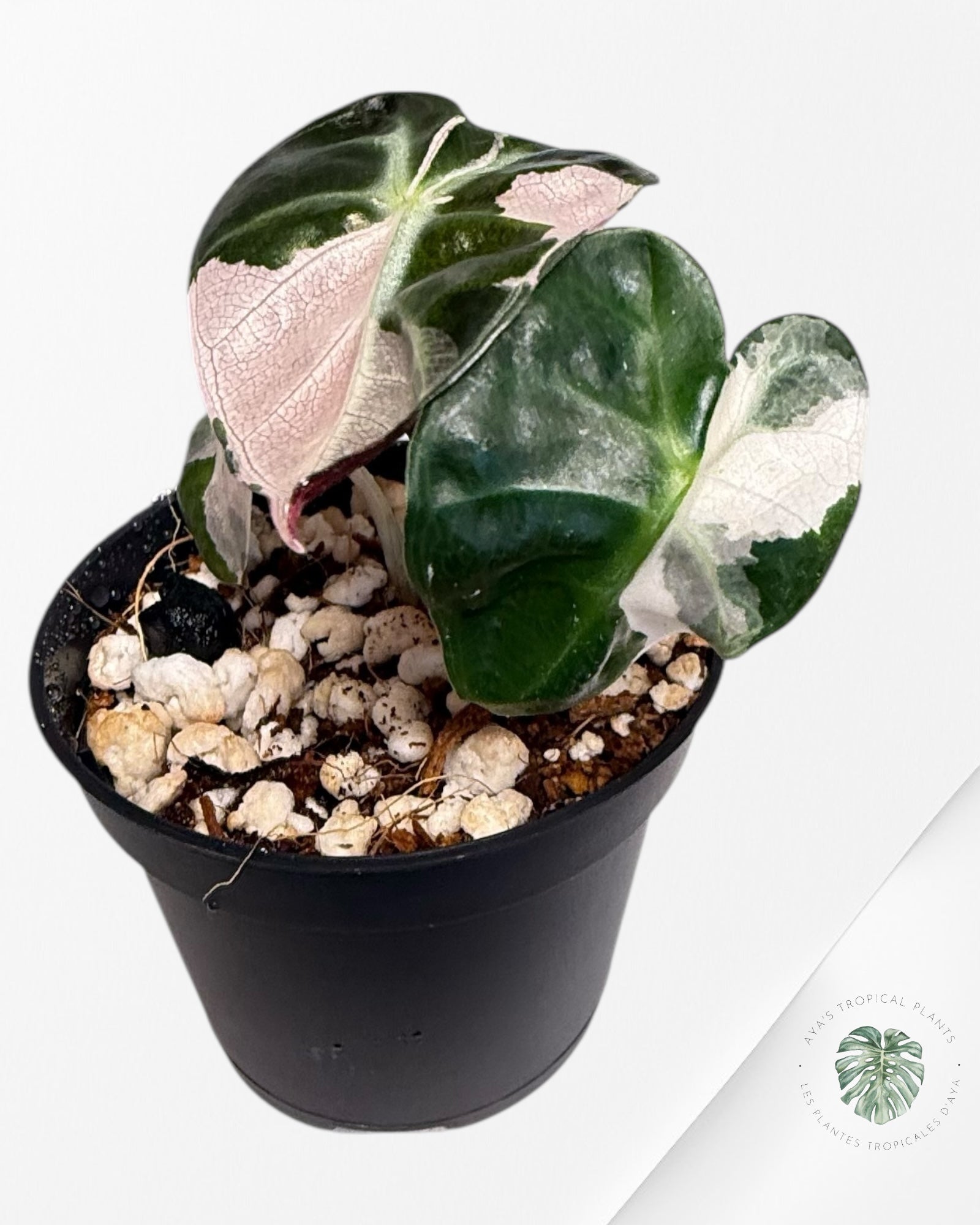 Alocasia Heart Balloon Rose Panaché - TC0